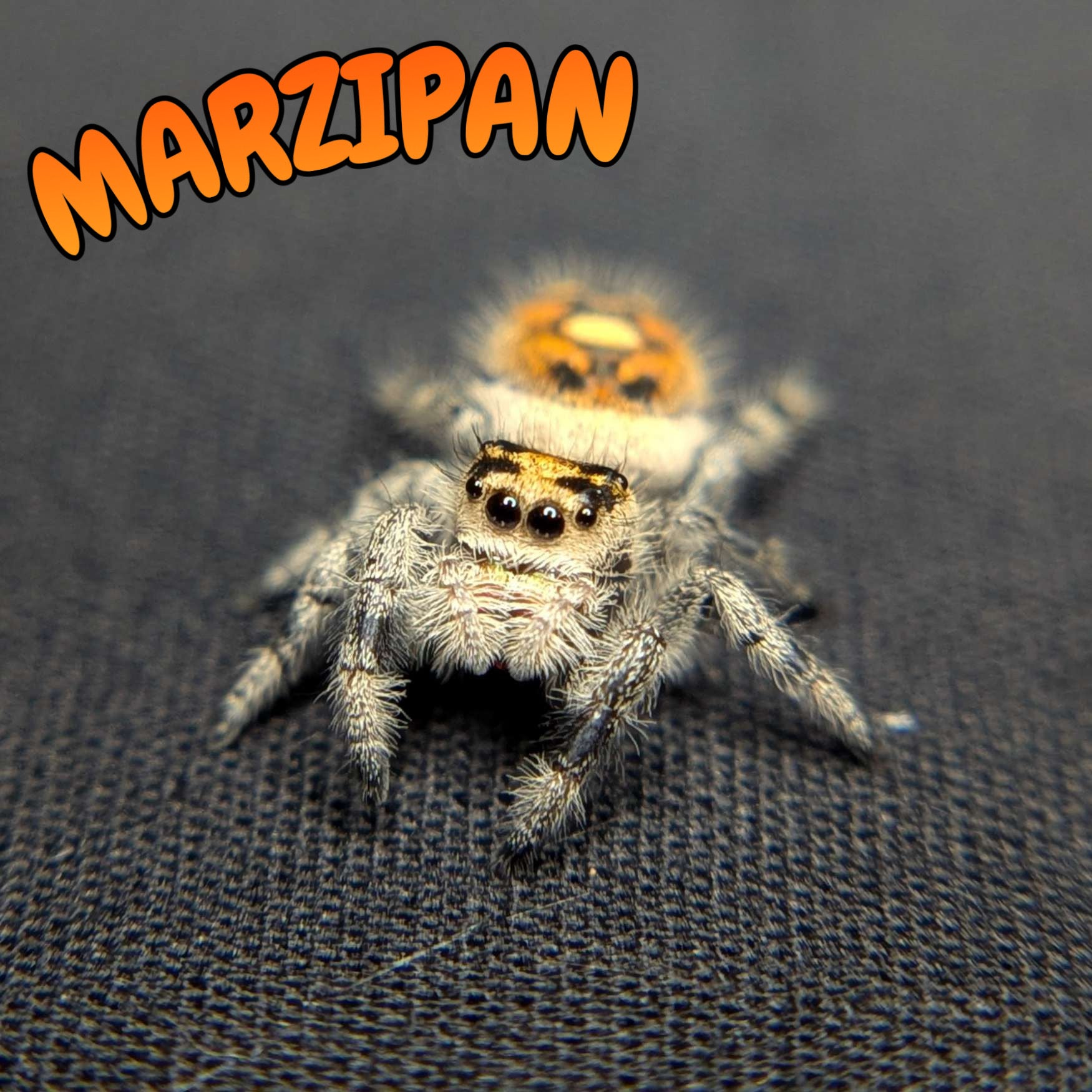 Female Regal Jumping Spider Marzipan