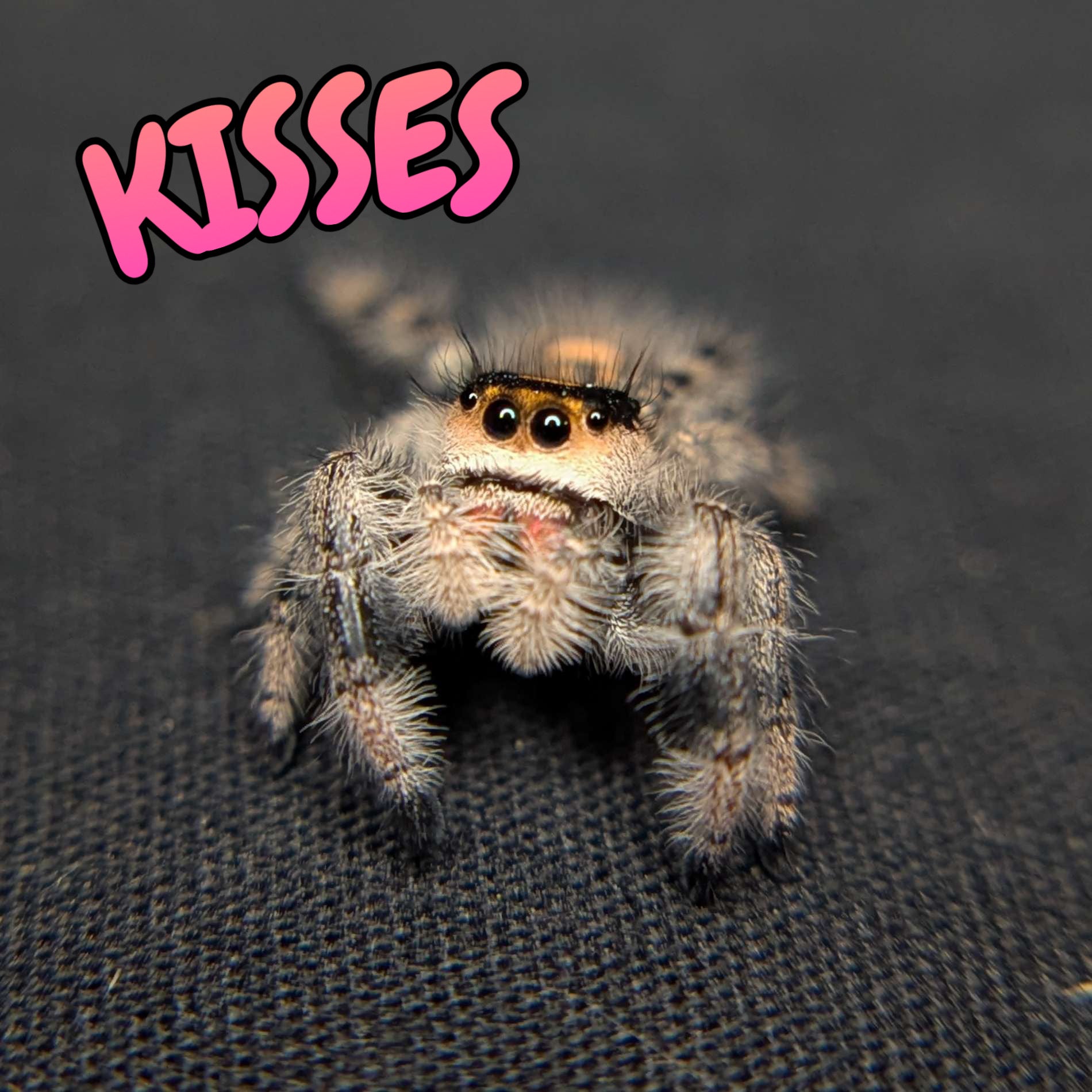 Regal Jumping Spider "Kisses"