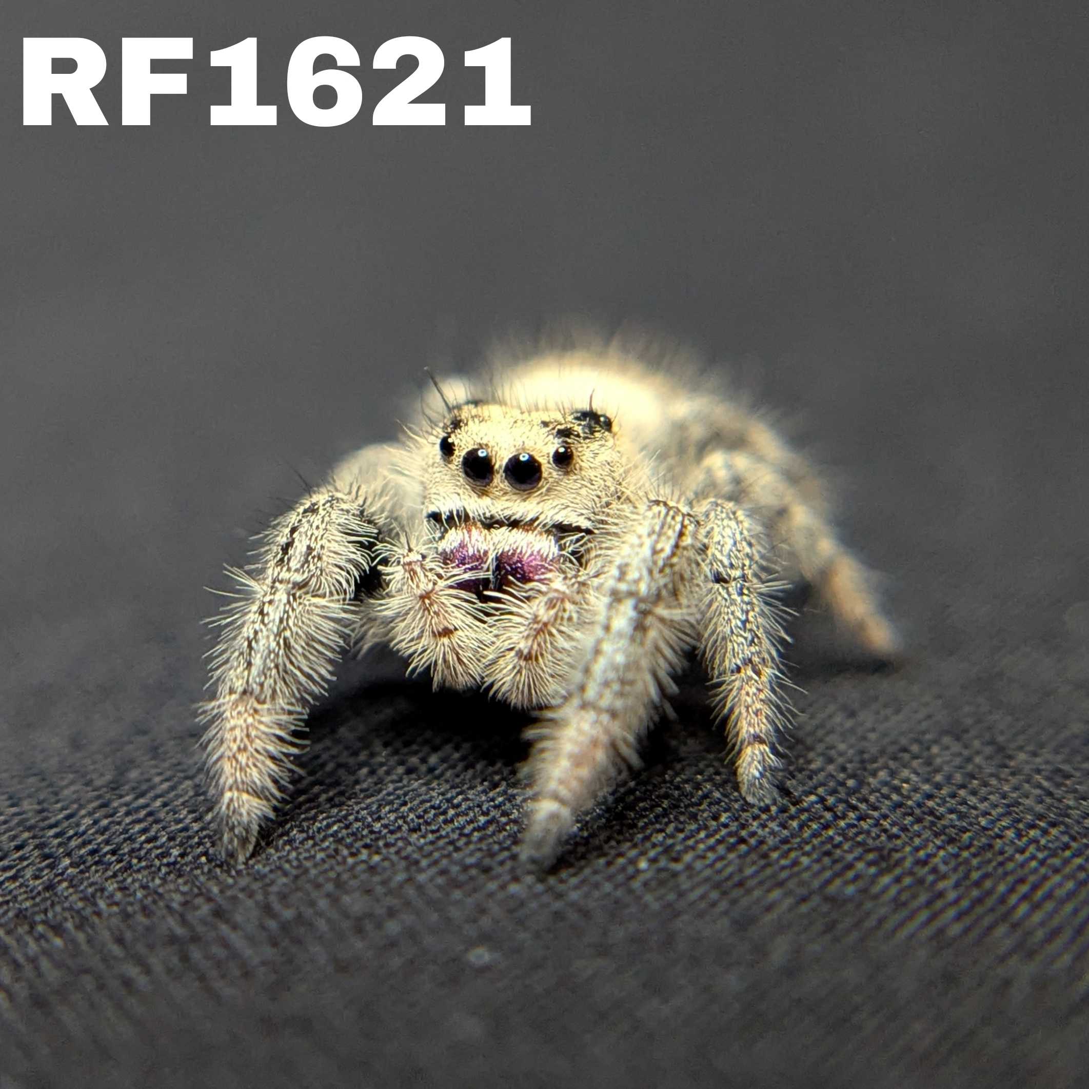 Regal Jumping Spider "Mystara"