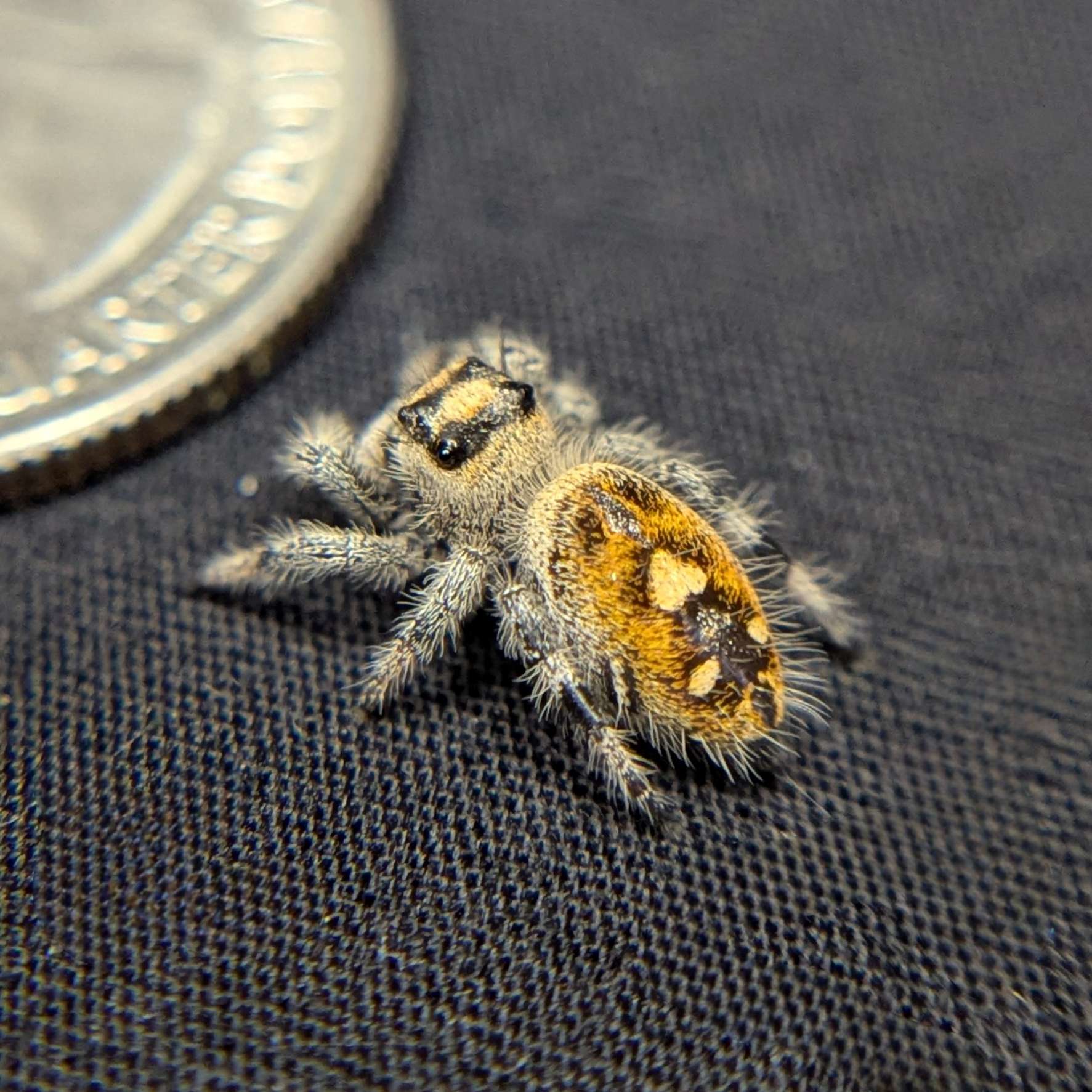 Regal Jumping Spider "Manzana"