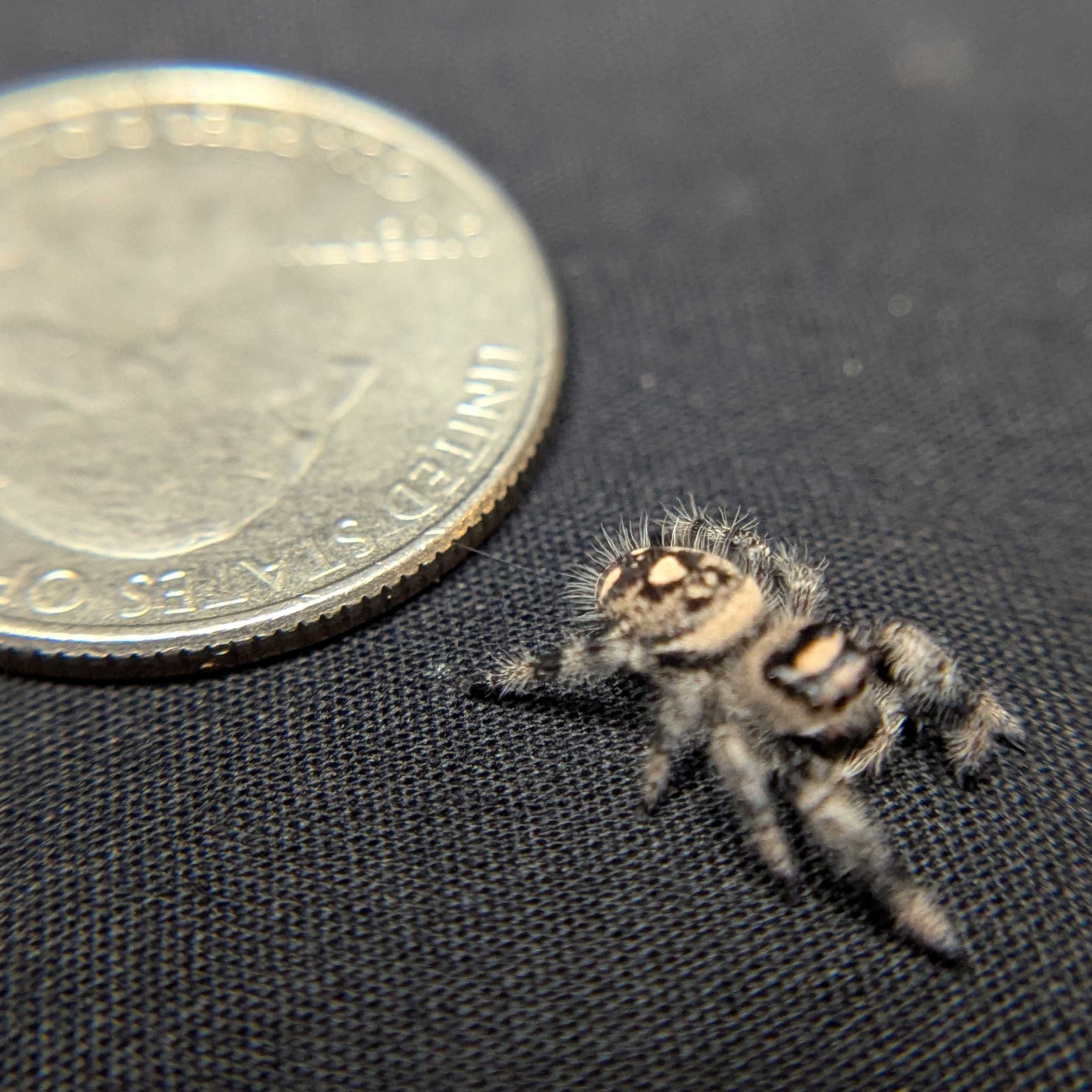 Regal Jumping Spider "Coco"