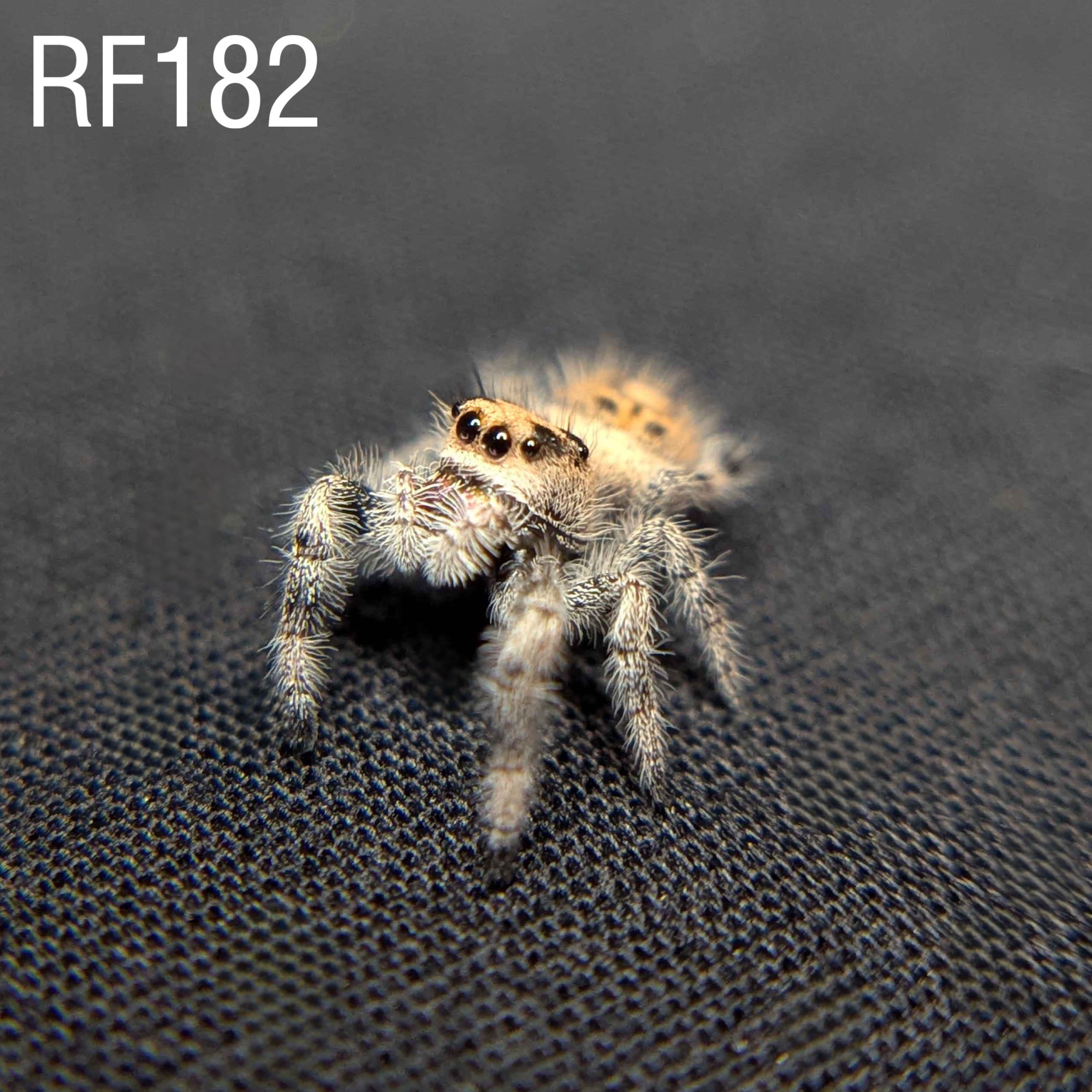 Regal Jumping Spider "Pink Lemonade"