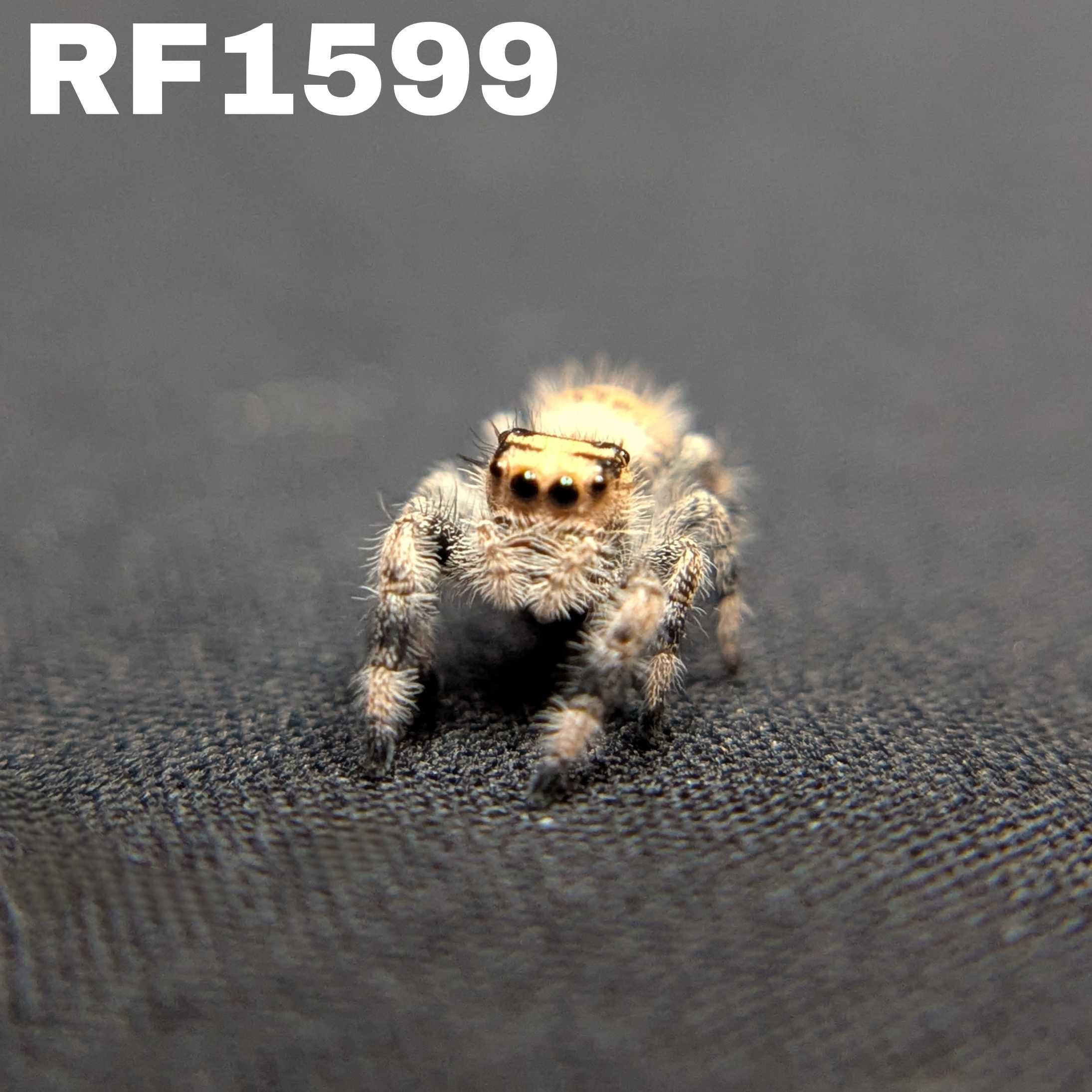 Regal Jumping Spider "Khaki"