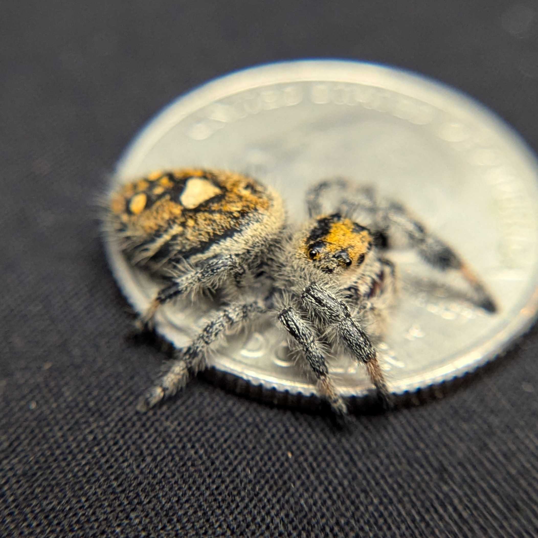 Regal Jumping Spider "Bengal"