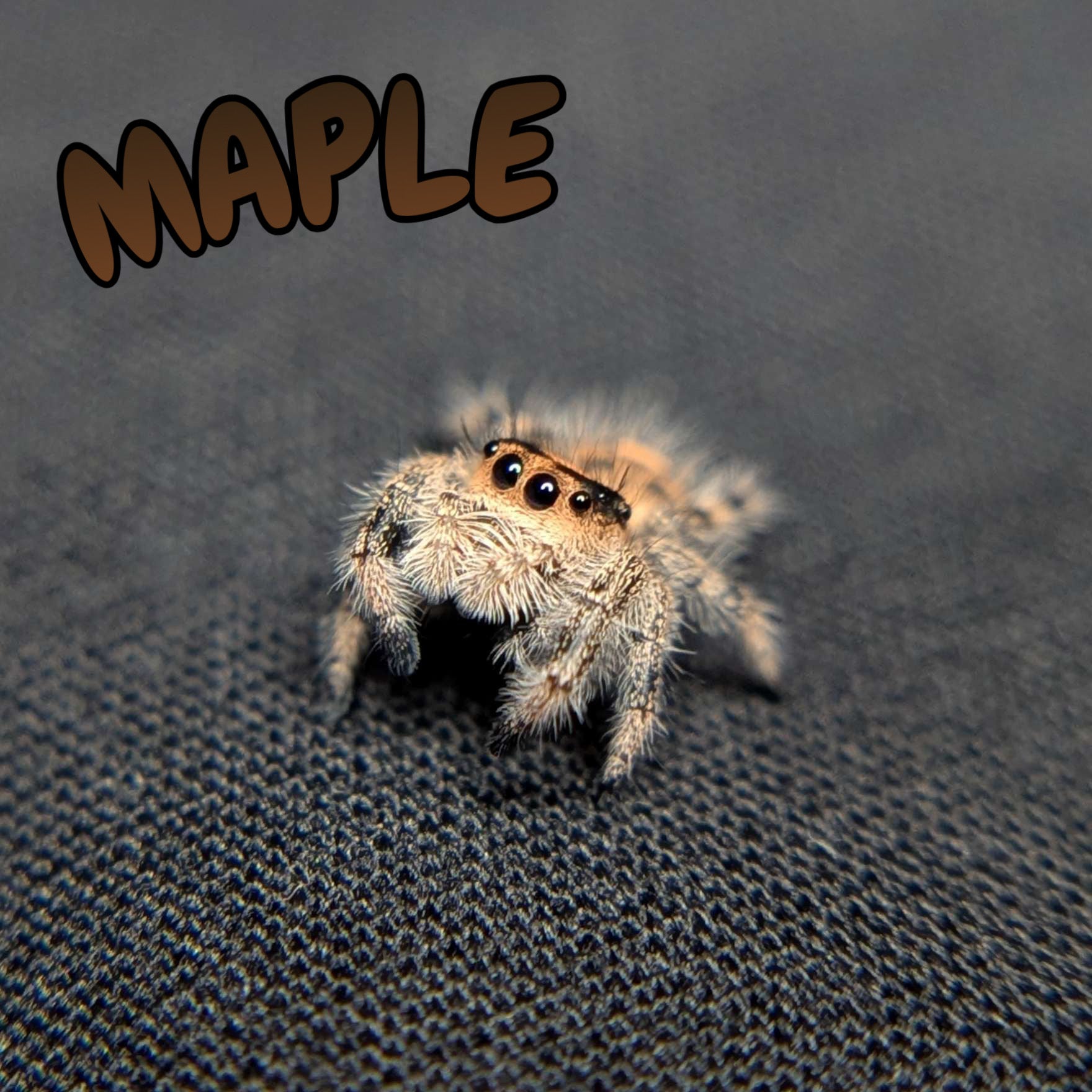 Regal Jumping Spider "Maple"