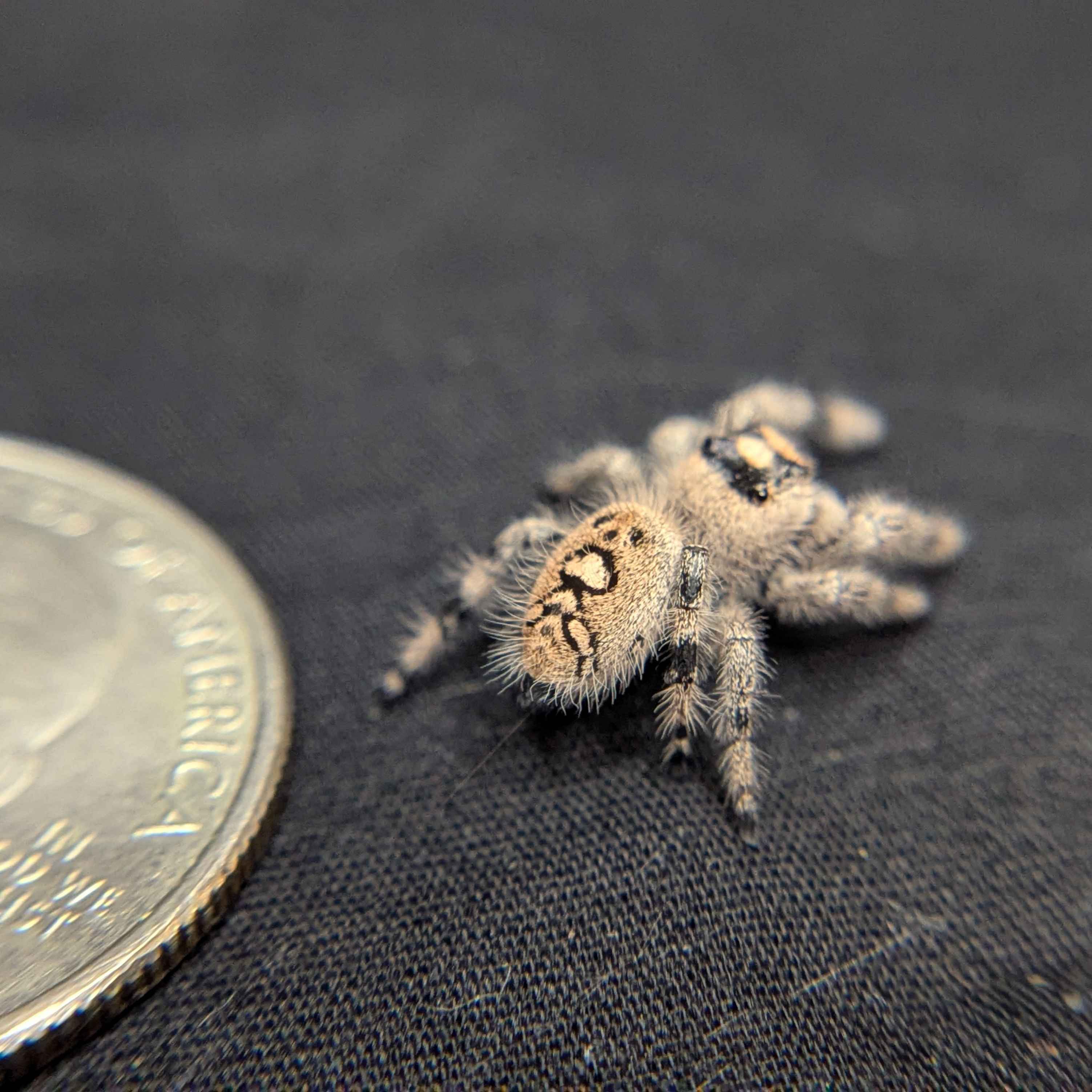 Regal Jumping Spider "Raven"