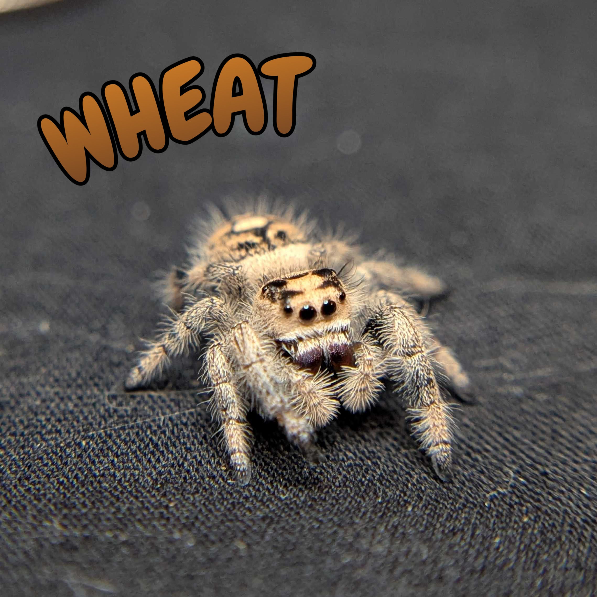 Female Regal Jumping Spider Wheat