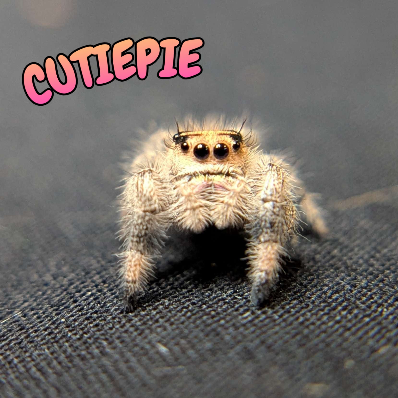 Regal Jumping Spider "Cutiepie"