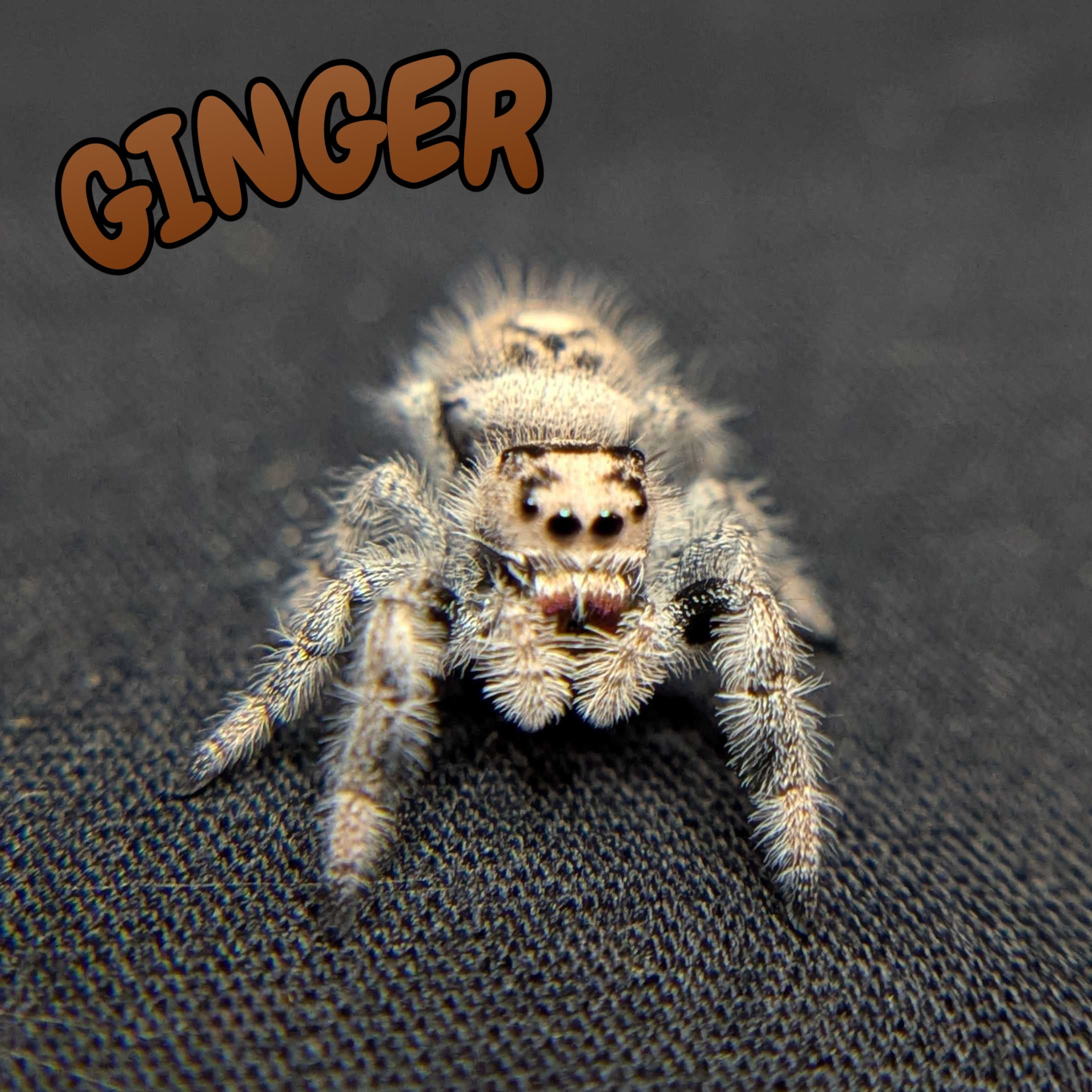 Female Regal Jumping Spider Ginger