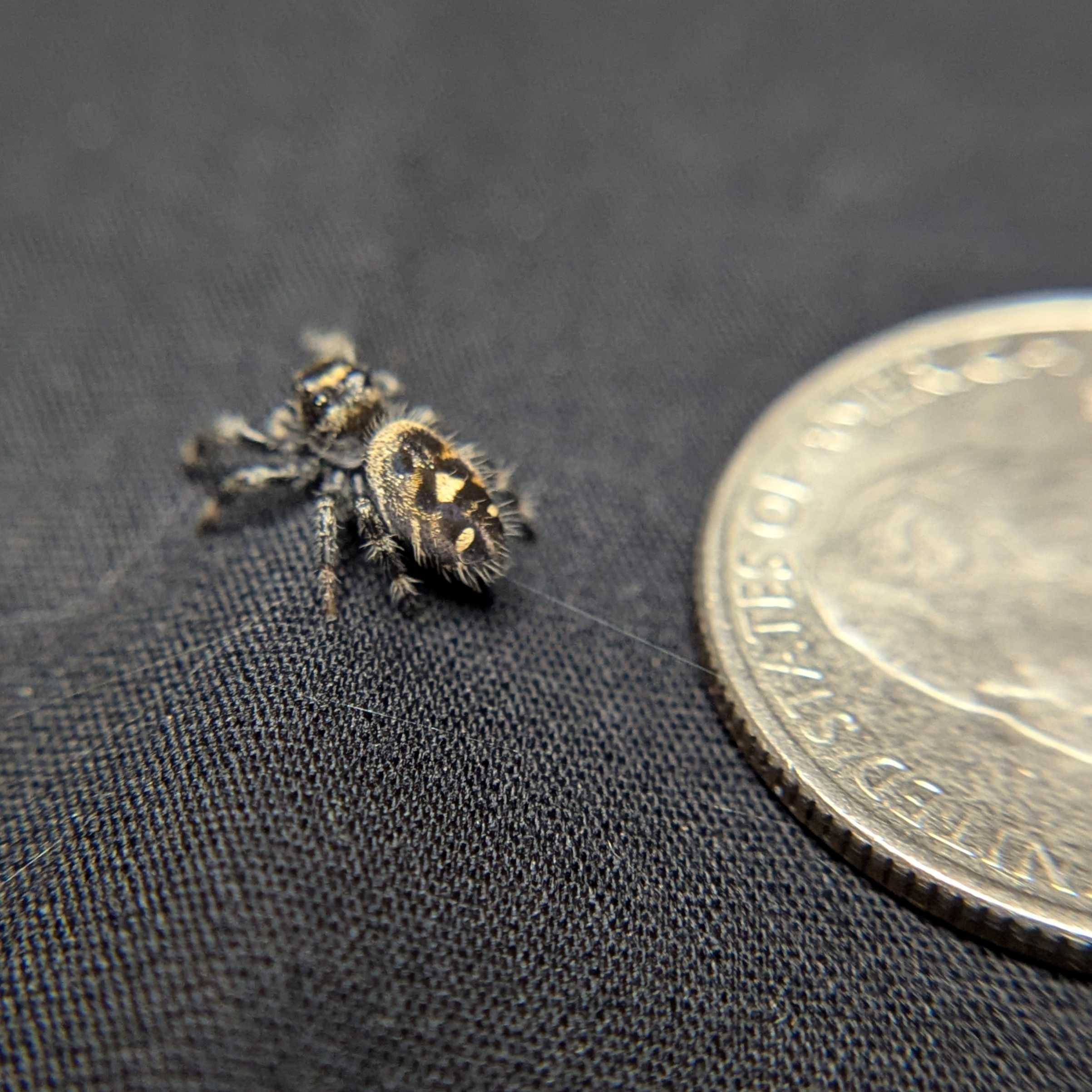 Regal Jumping Spider "Cinnamon"