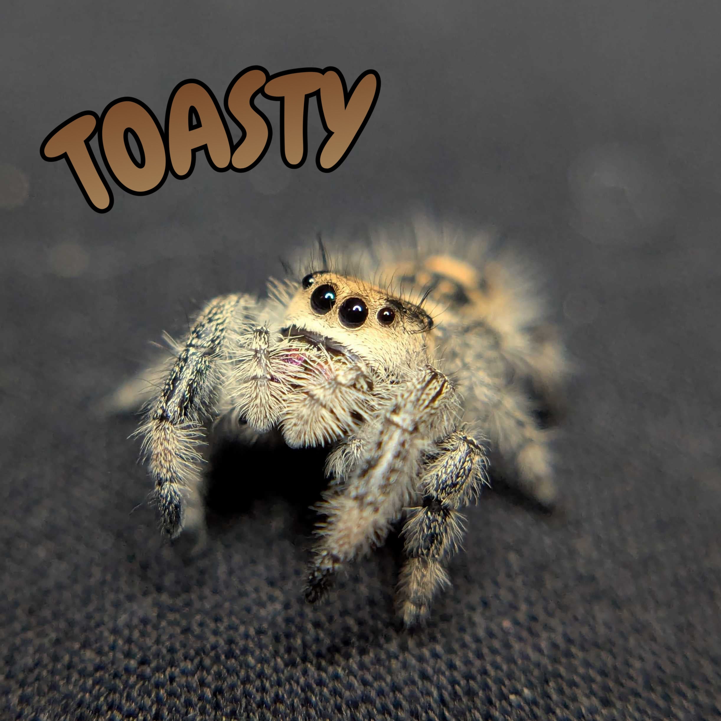 Regal Jumping Spider "Toasty"