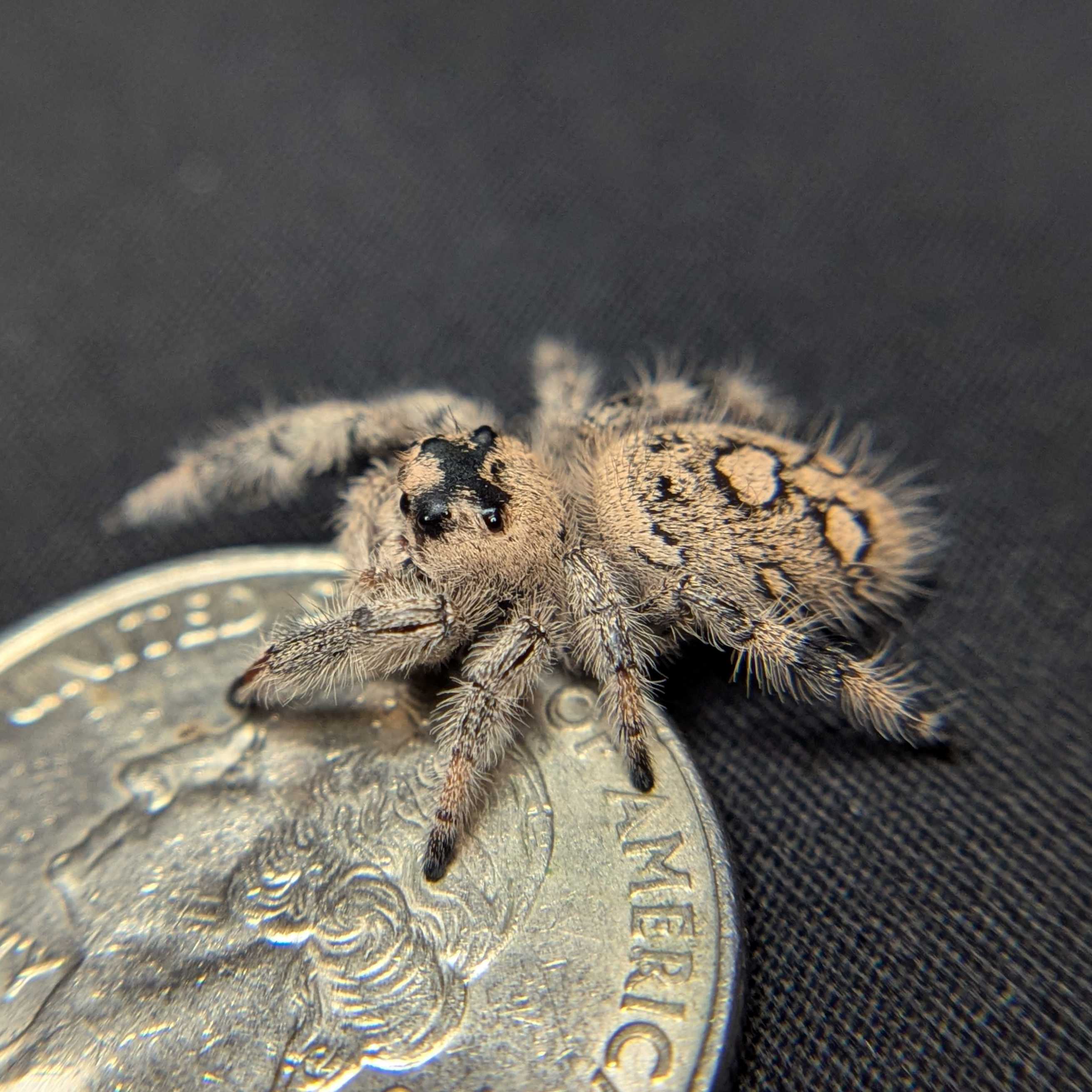 Regal Jumping Spider "Peanut"