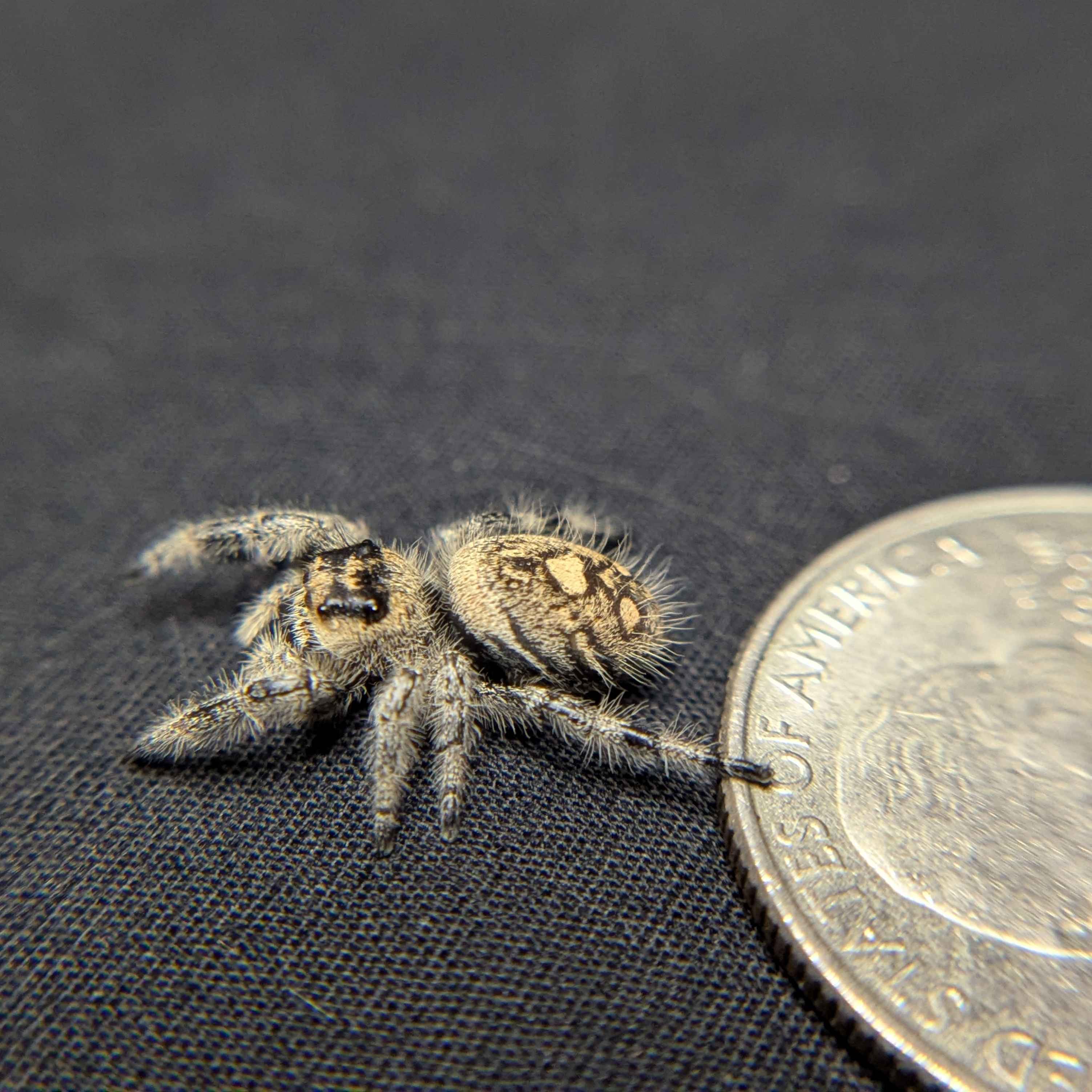 Regal Jumping Spider “Lucky”