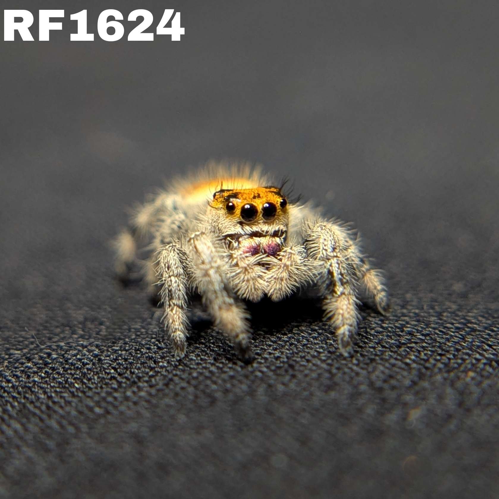 Regal Jumping Spider "Hippy"
