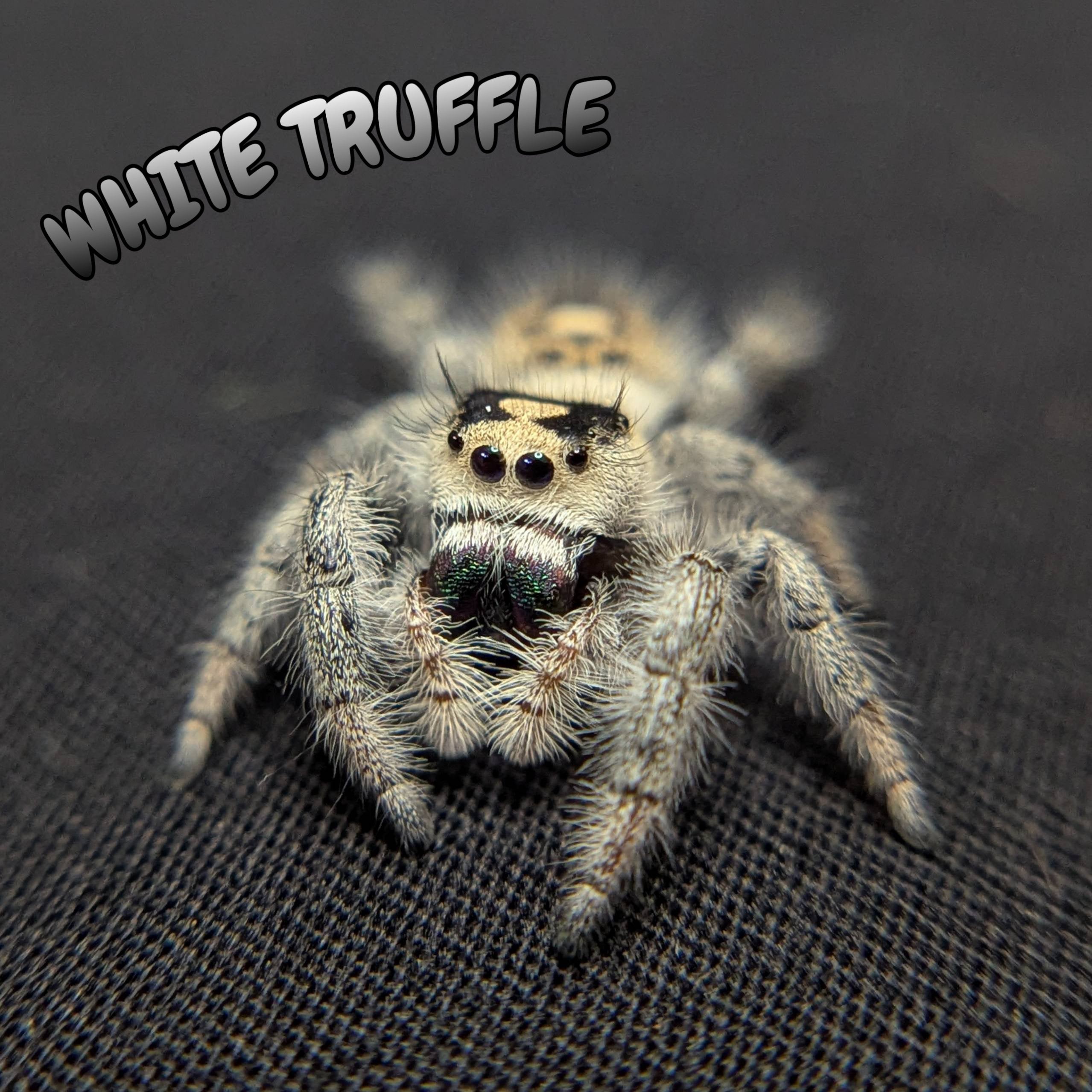 Regal Jumping Spider “White Truffle”