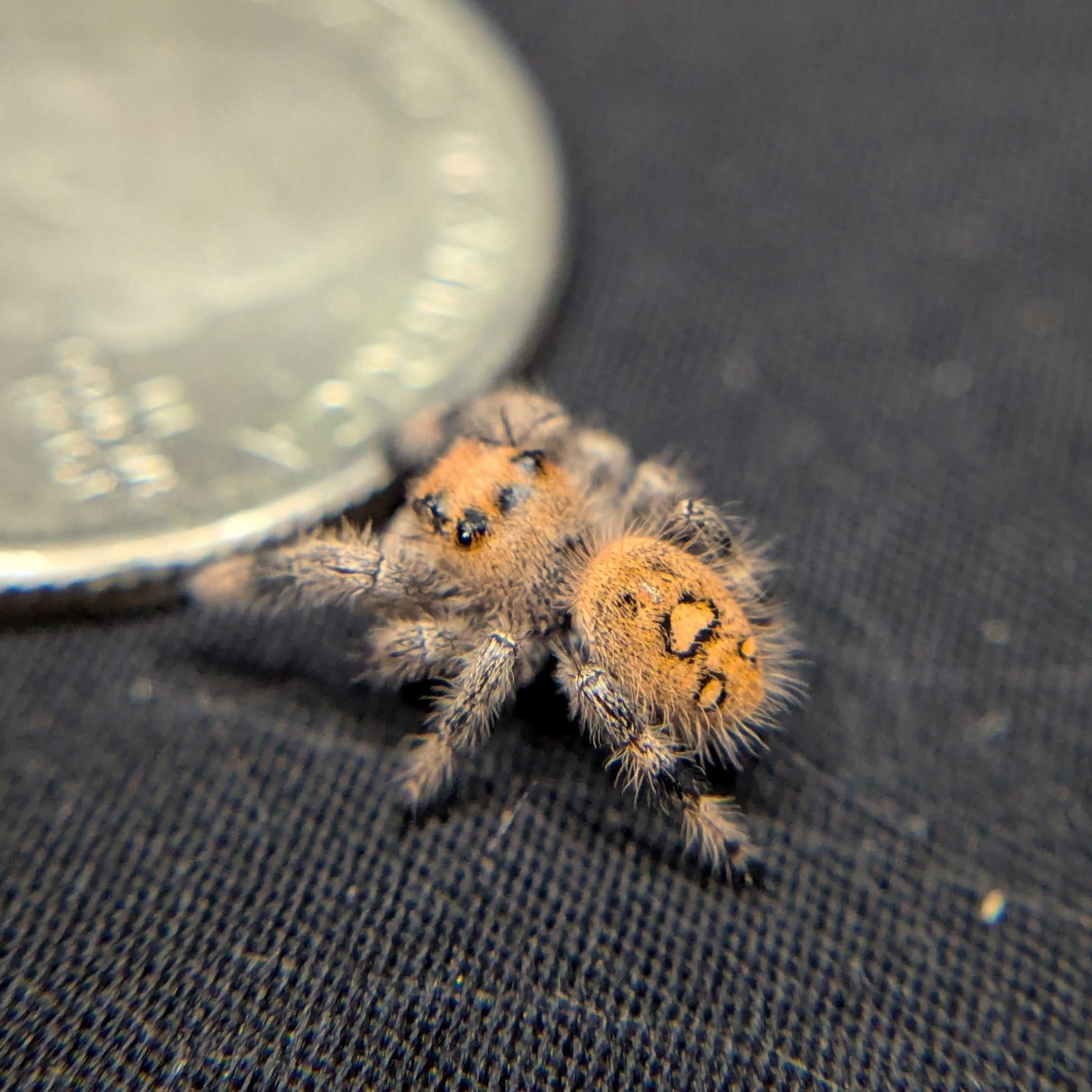 Regal Jumping Spider "Baguette"