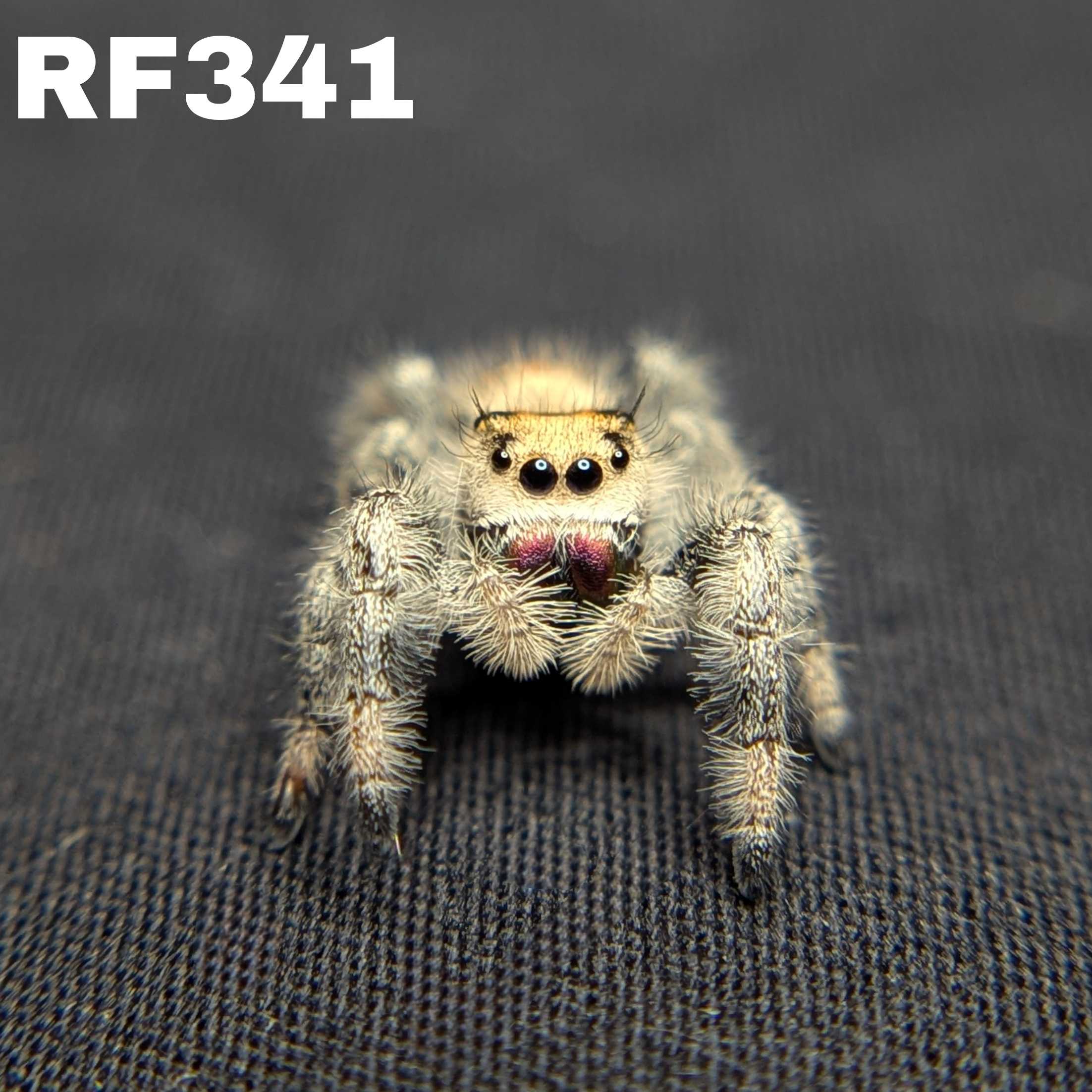 Regal Jumping Spider "Lily"
