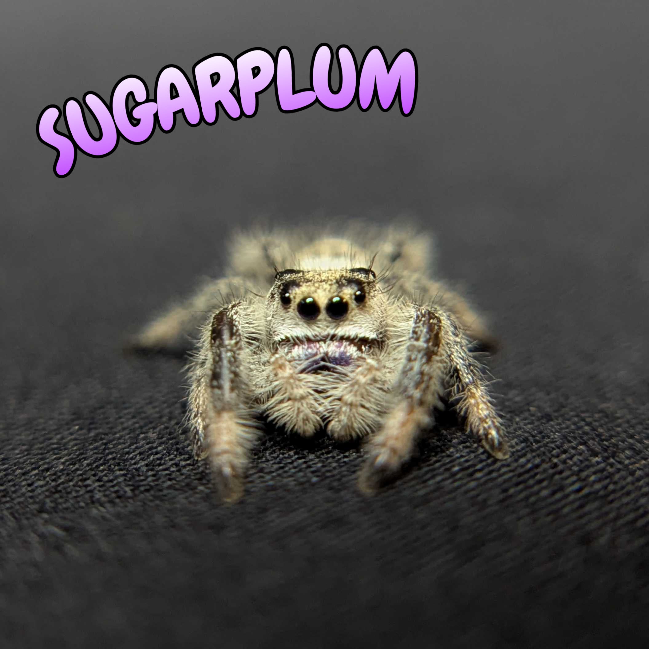 Regal Jumping Spider "Sugarplum"