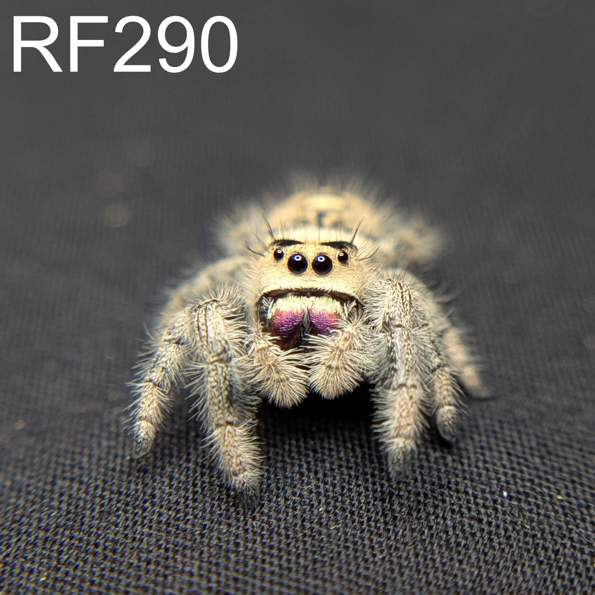 Regal Jumping Spider “Primrose”
