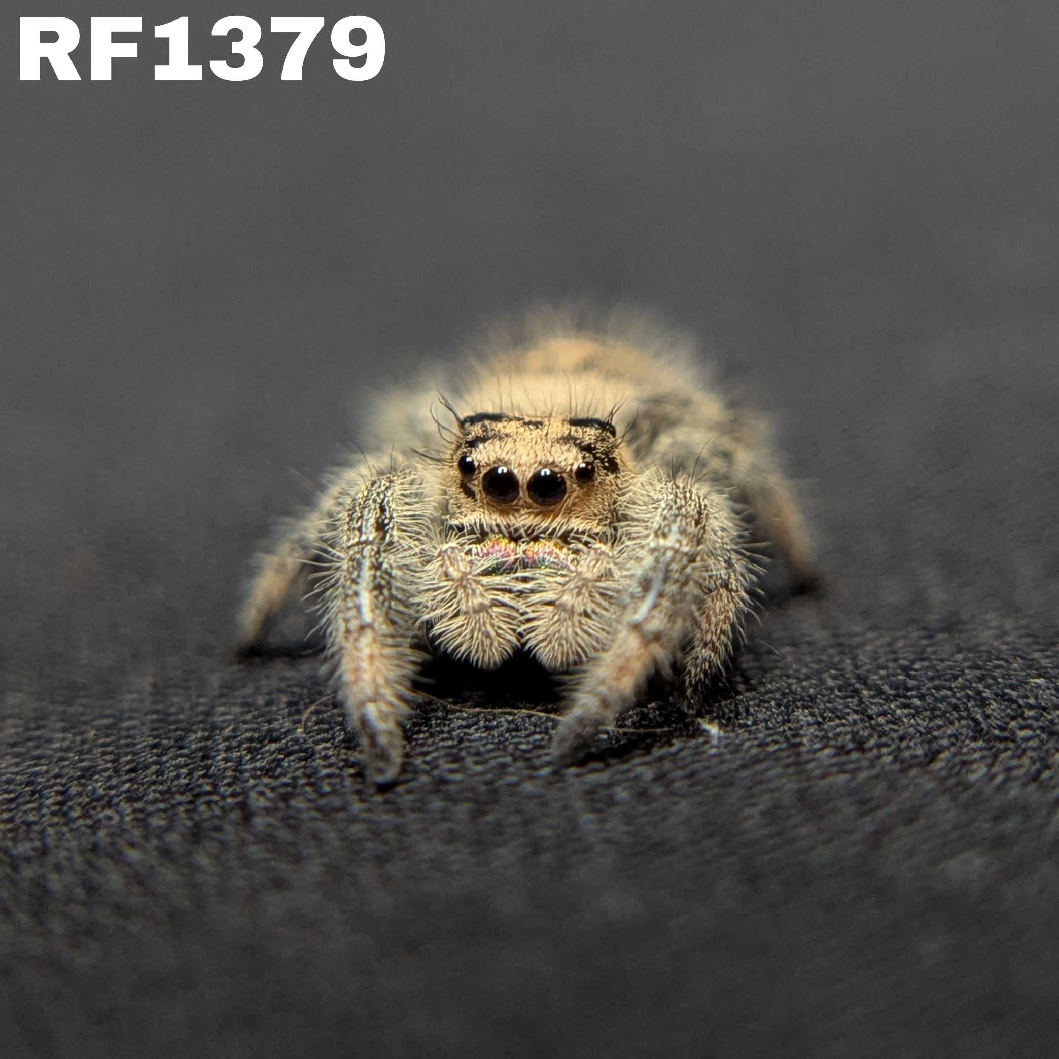 Regal Jumping Spider "Bunny"