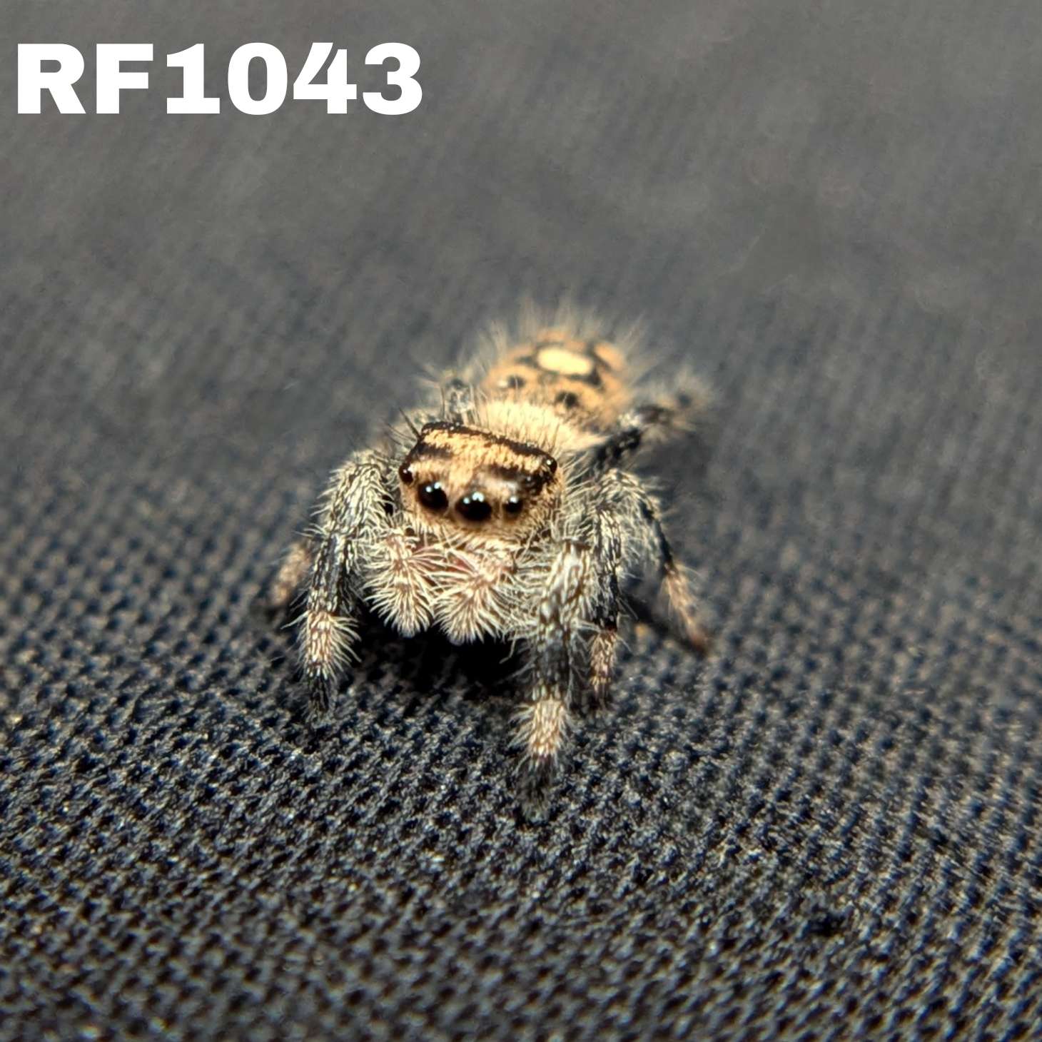 Regal Jumping Spider “Shortcake”