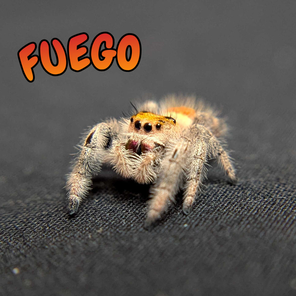 Regal Jumping Spider “Fuego”
