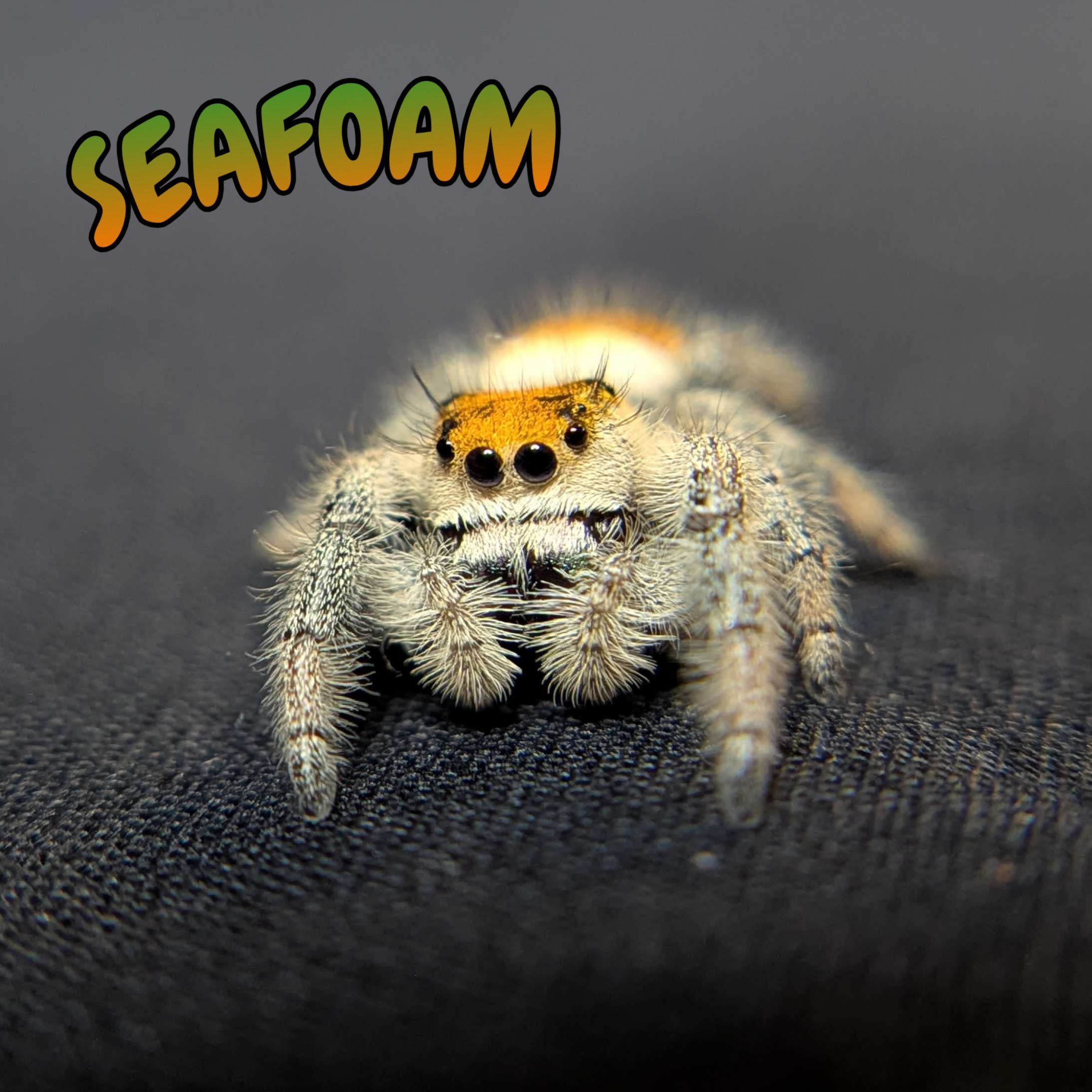 Regal Jumping Spider "Seafoam"