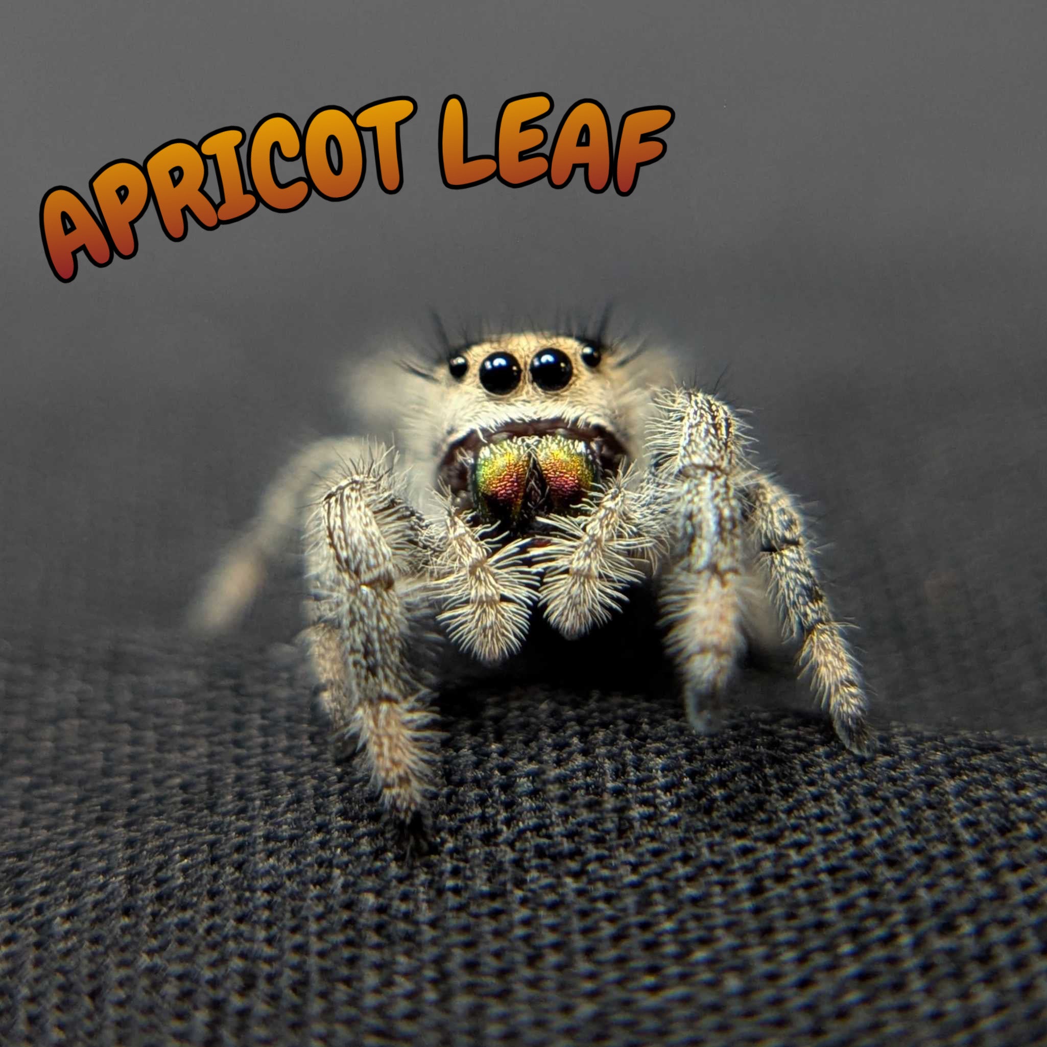 Regal Jumping Spider “Apricot Leaf”