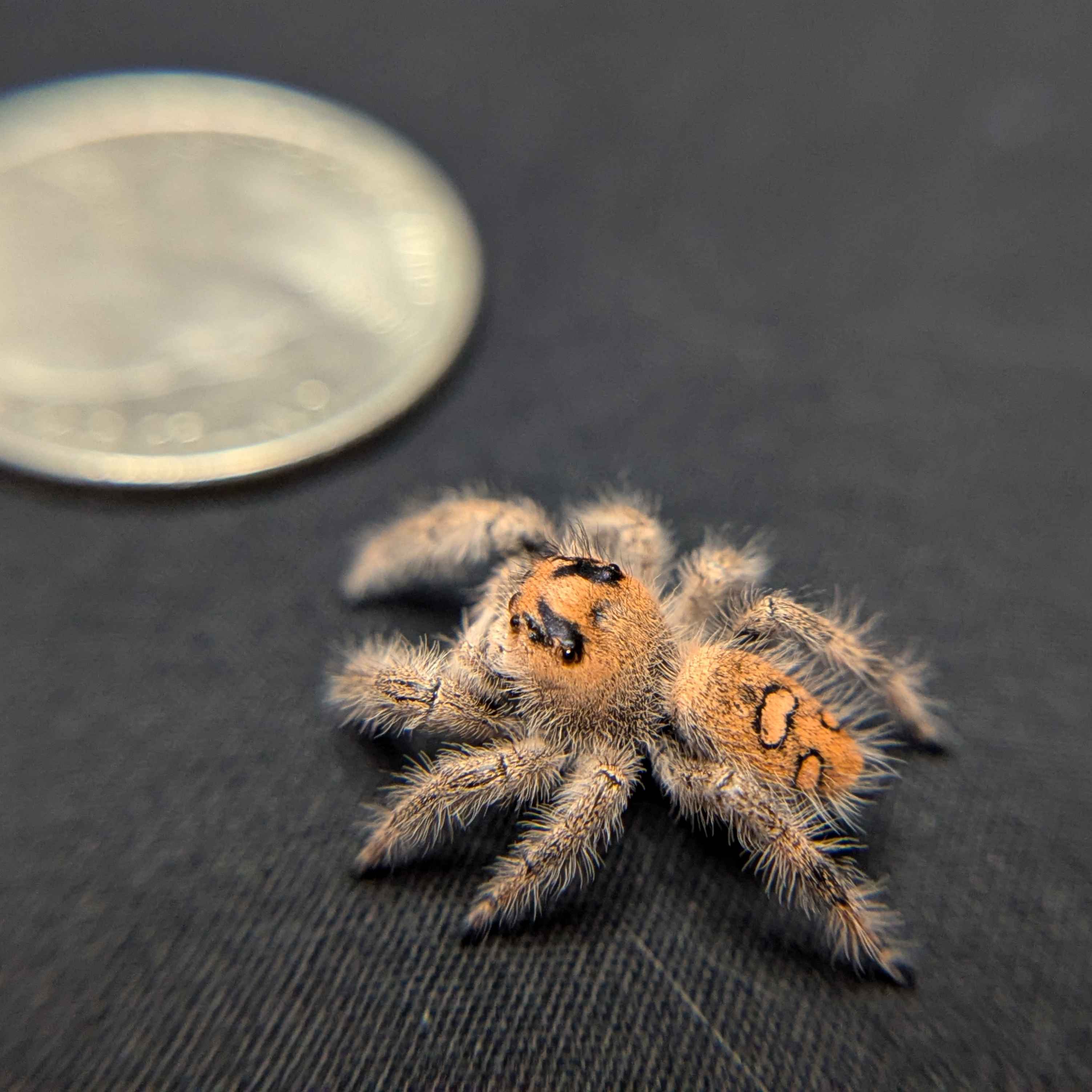 Regal Jumping Spider "Viola"
