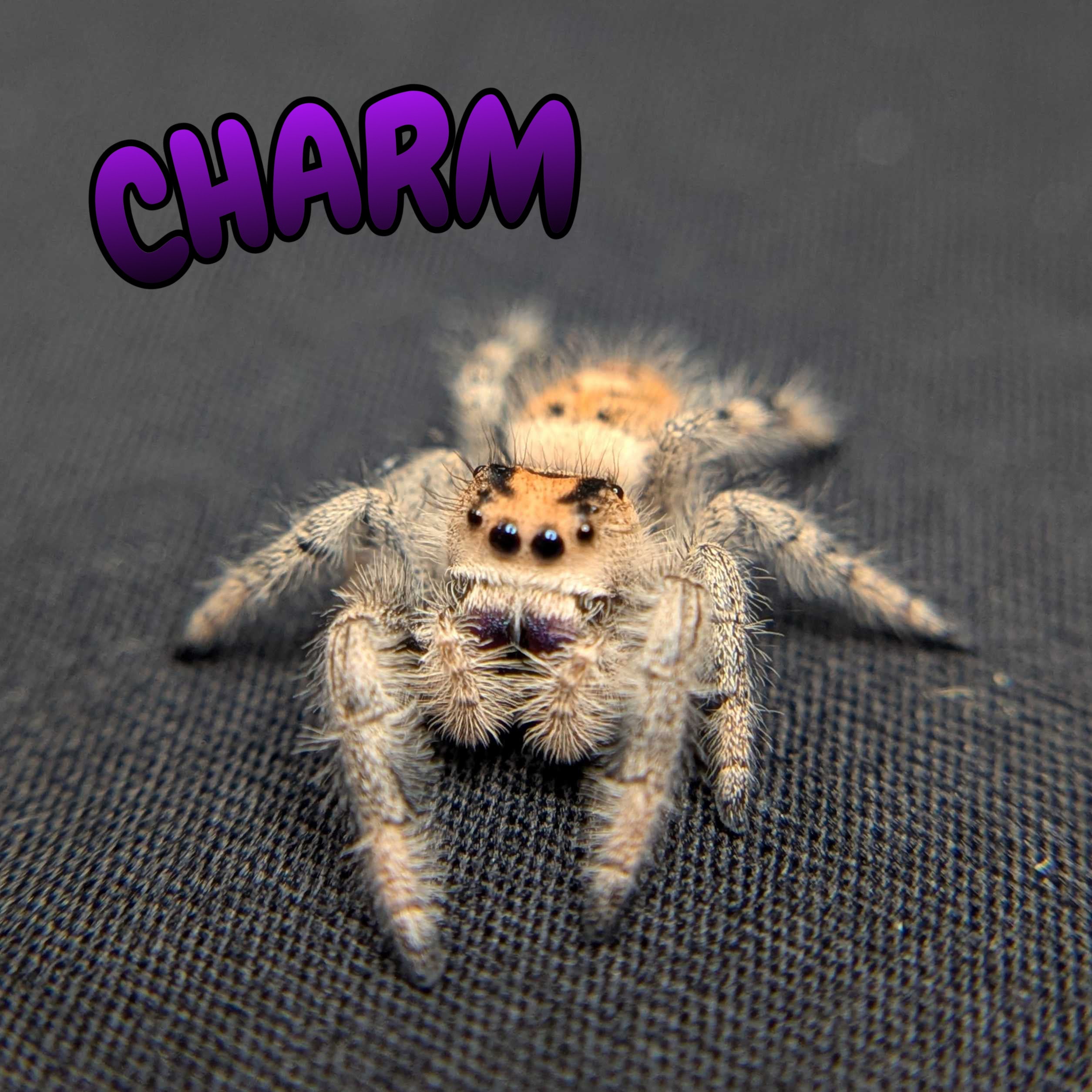 Regal Jumping Spider "Charm"