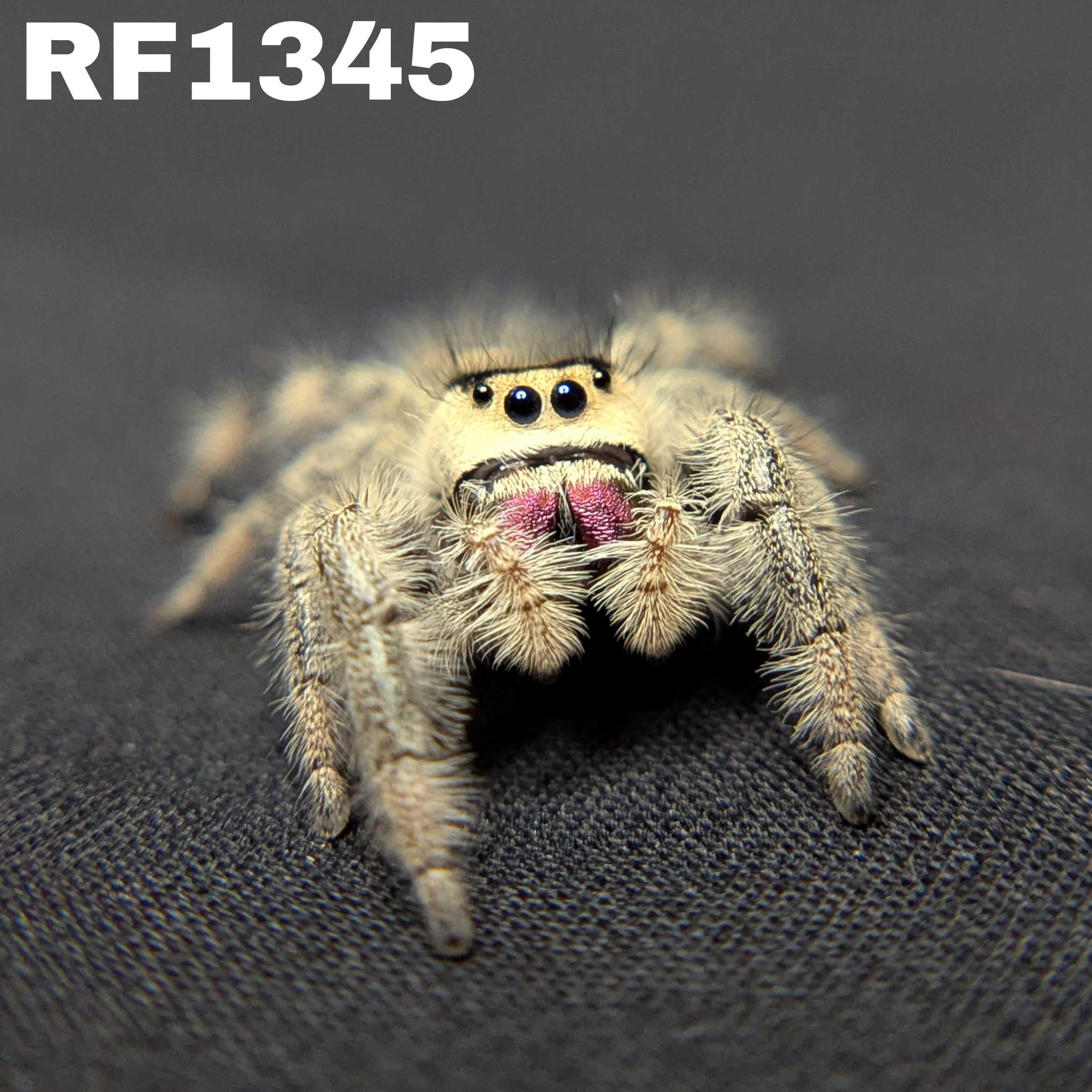 Regal Jumping Spider "Velvet"