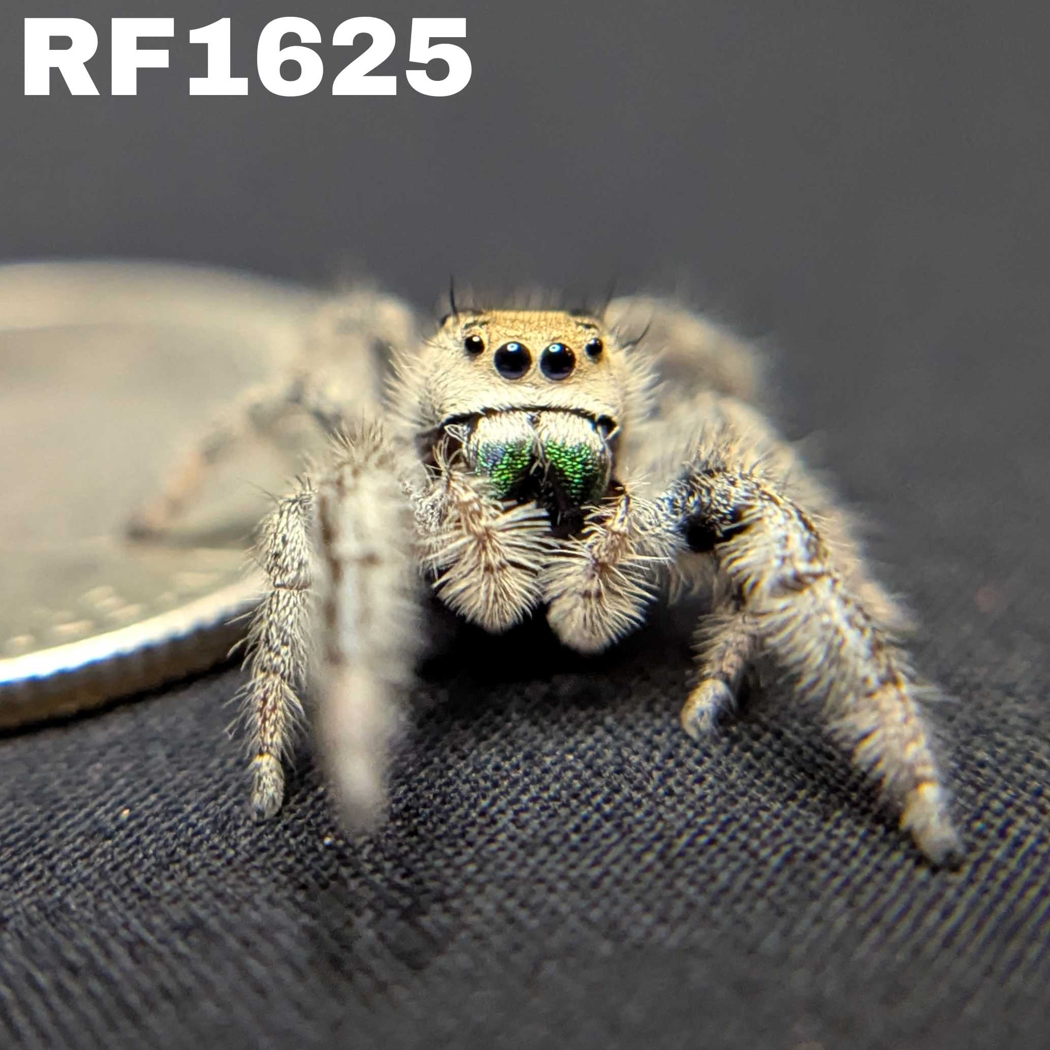 Regal Jumping Spider "Jamba"