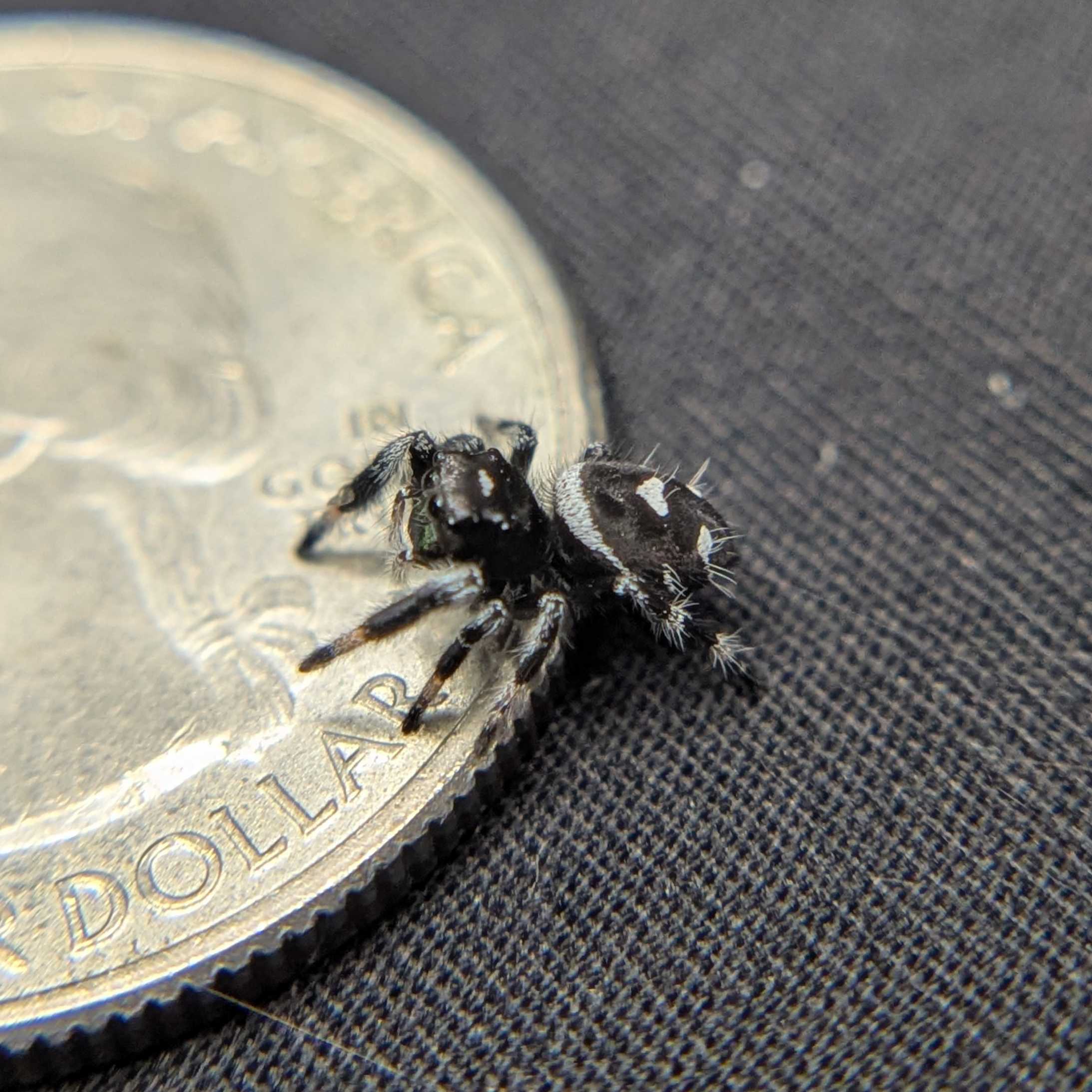 Regal Jumping Spider "Black Bean"