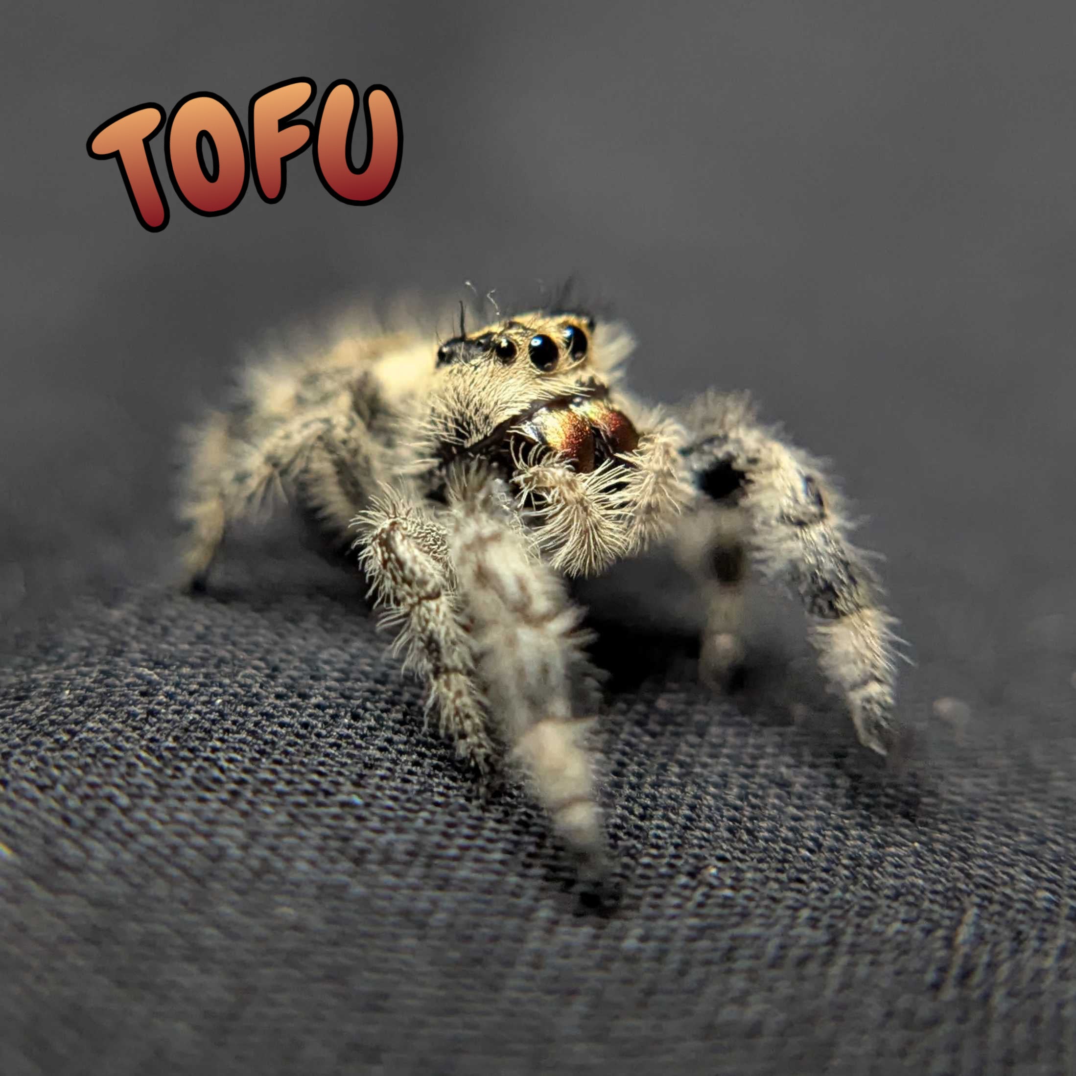 Regal Jumping Spider "Tofu"