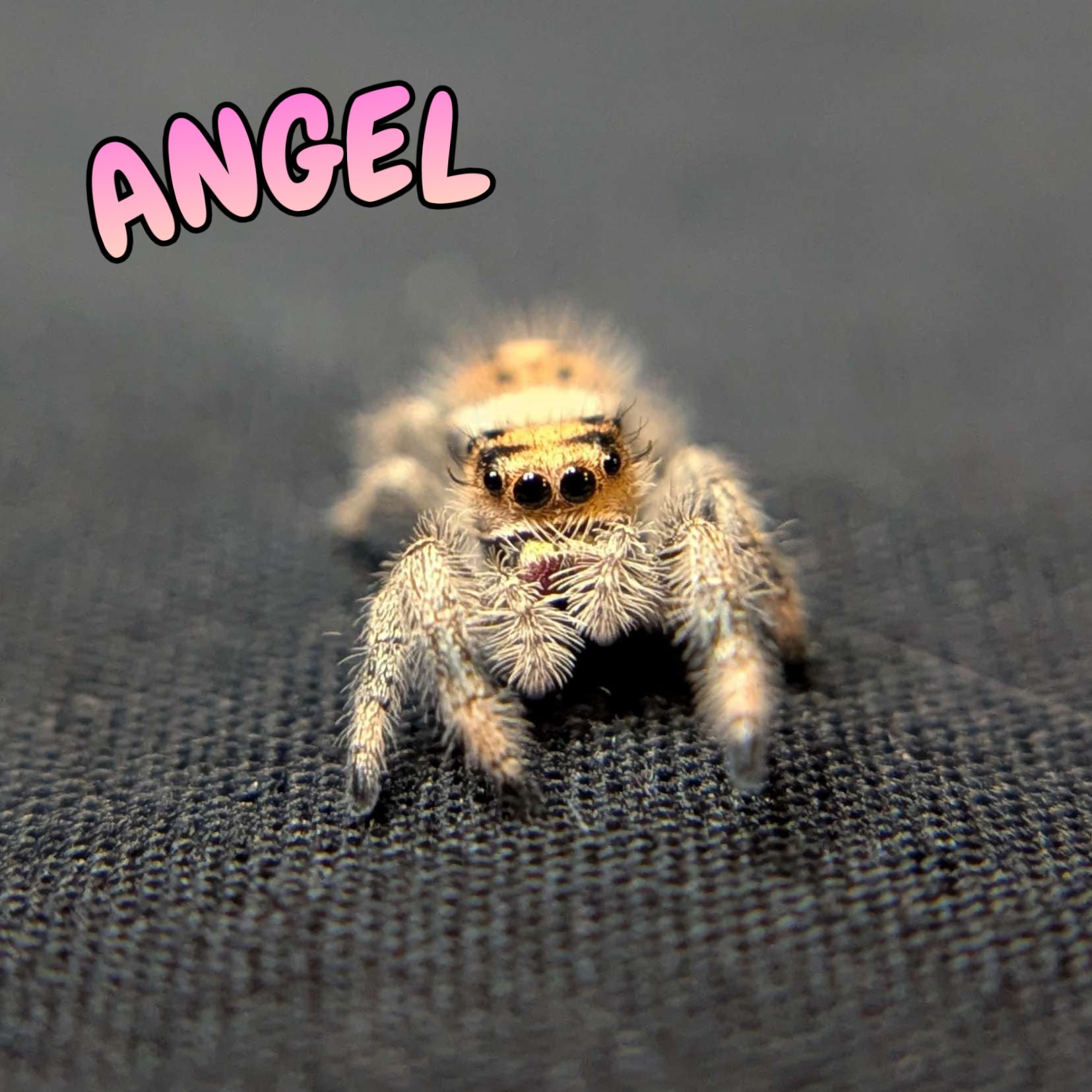 Regal Jumping Spider "Angel"