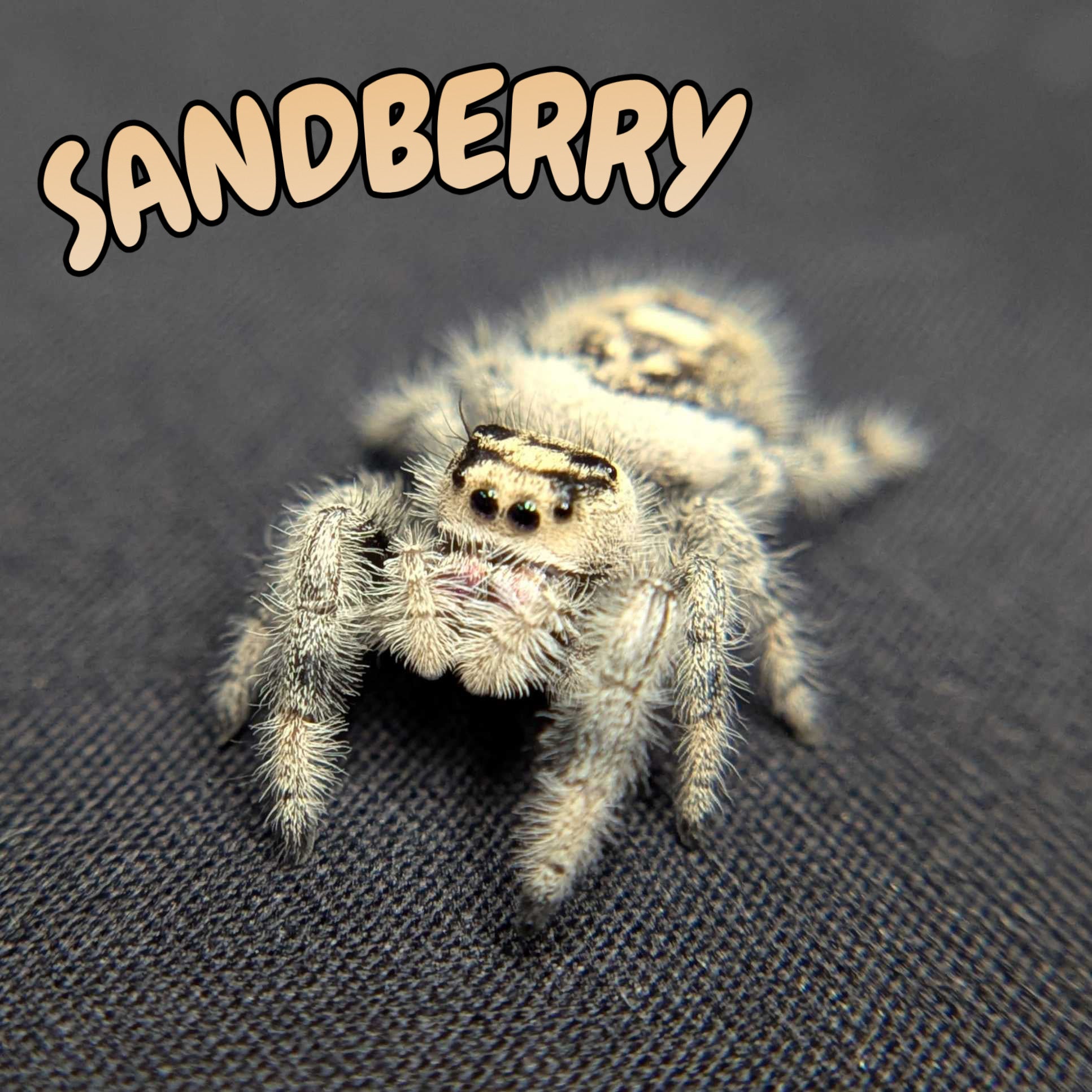 Regal Jumping Spider "Sandberry"