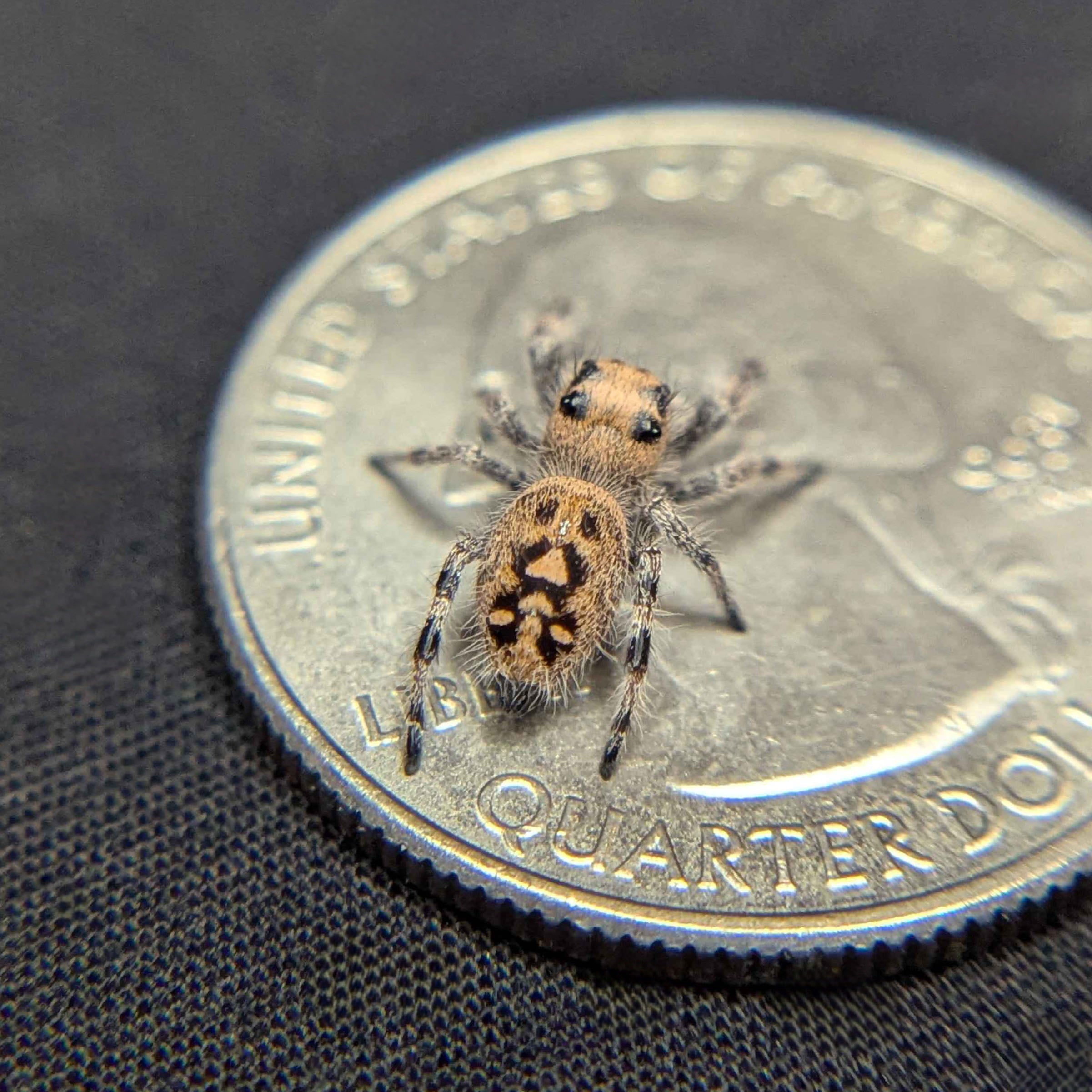 Regal Jumping Spider "Pink Lemonade"