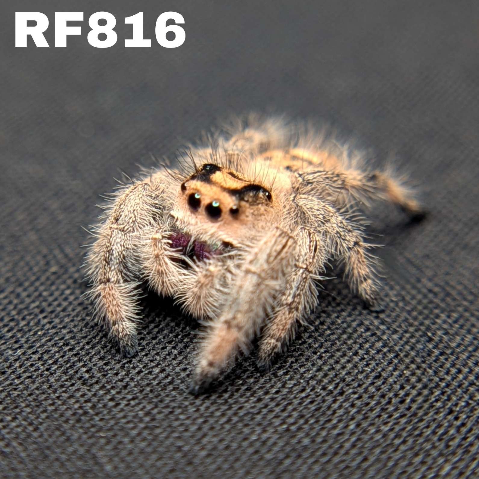 Regal Jumping Spider “Rudolph”