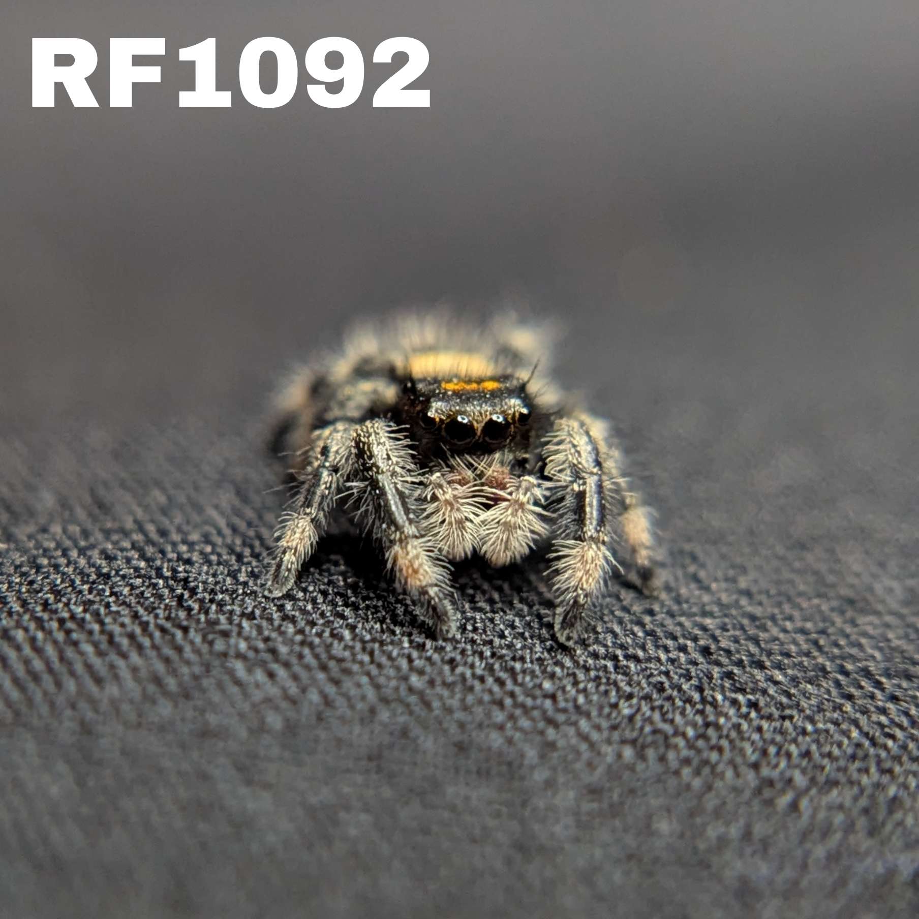 Regal Jumping Spider "Toasty"