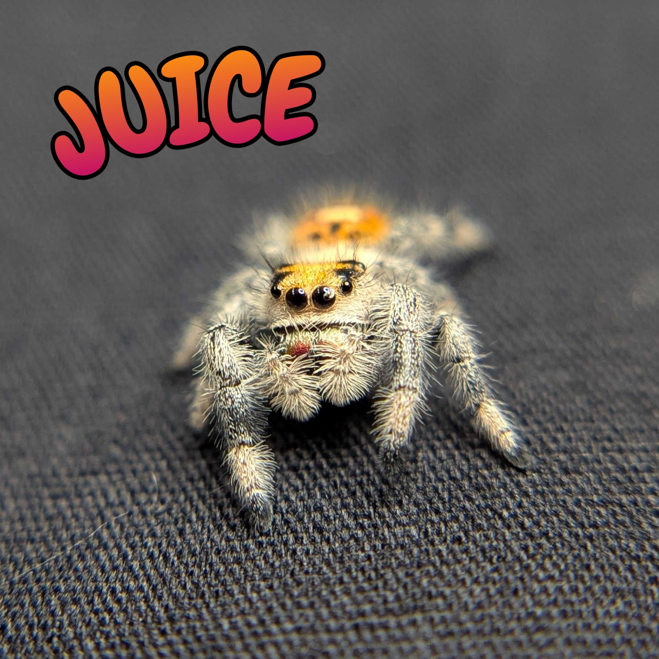 Regal Jumping Spider "Juice"