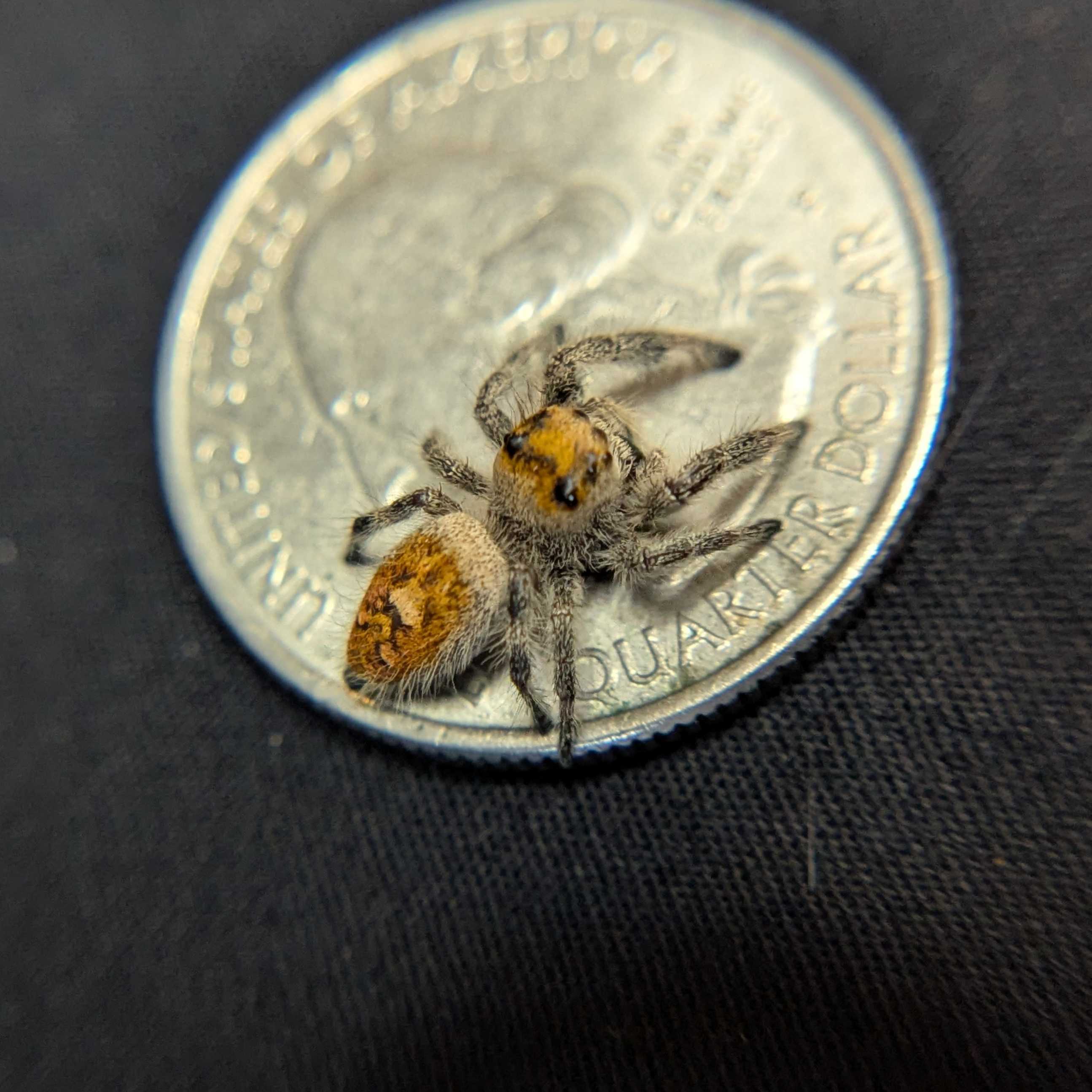 Regal Jumping Spider "Wine"