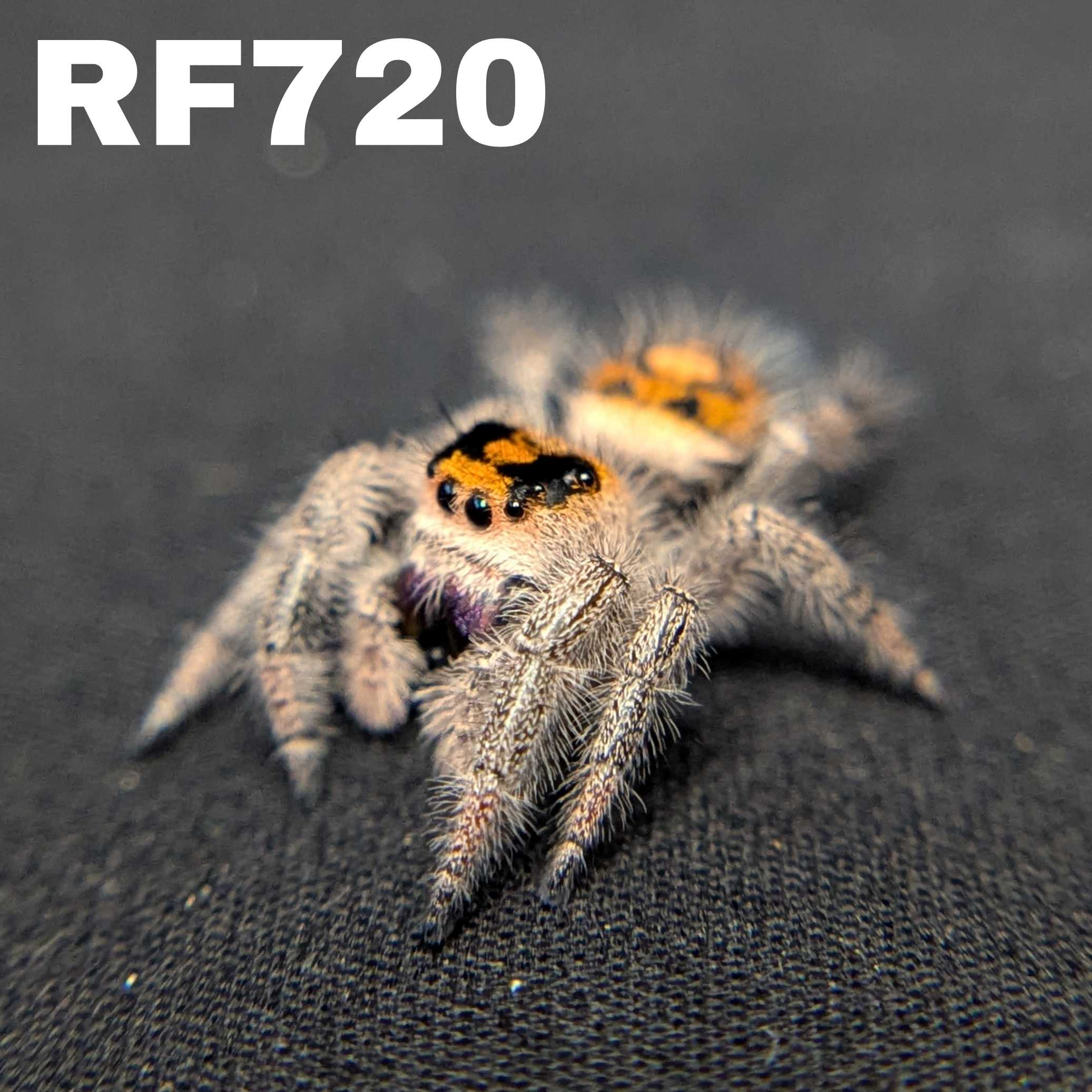 Regal Jumping Spider "Citrus Twist"