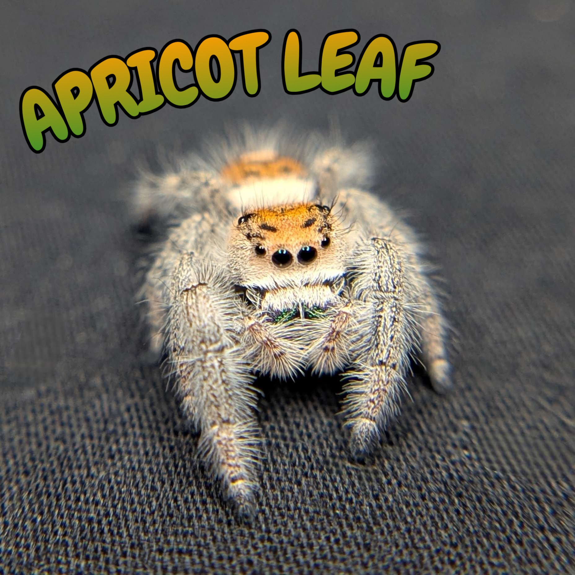 Regal Jumping Spider “Apricot Leaf”