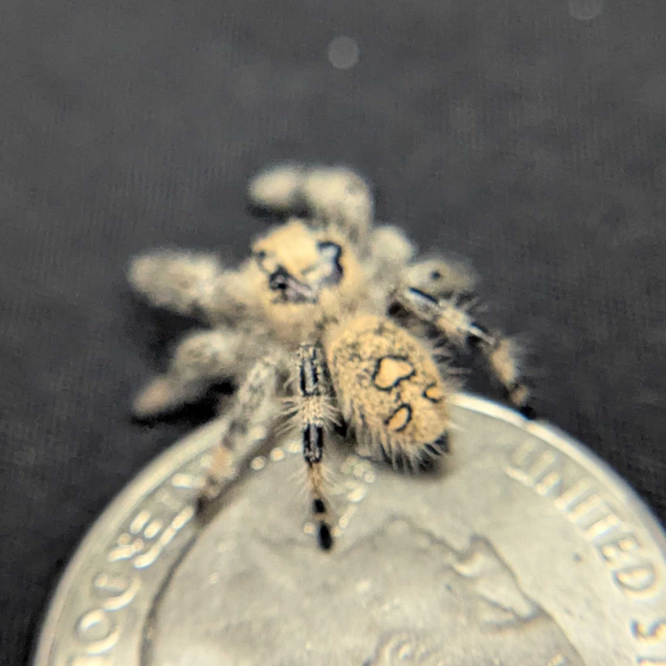 Regal Jumping Spider "Cake"