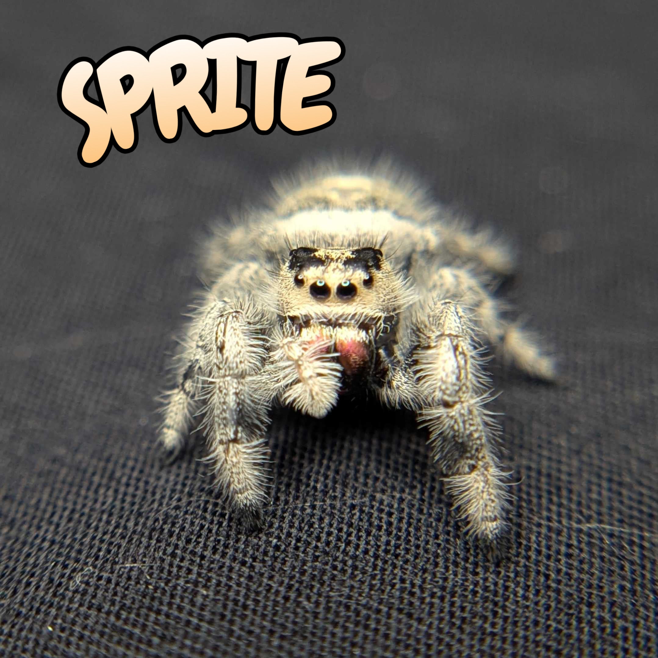 Regal Jumping Spider “Sprite”