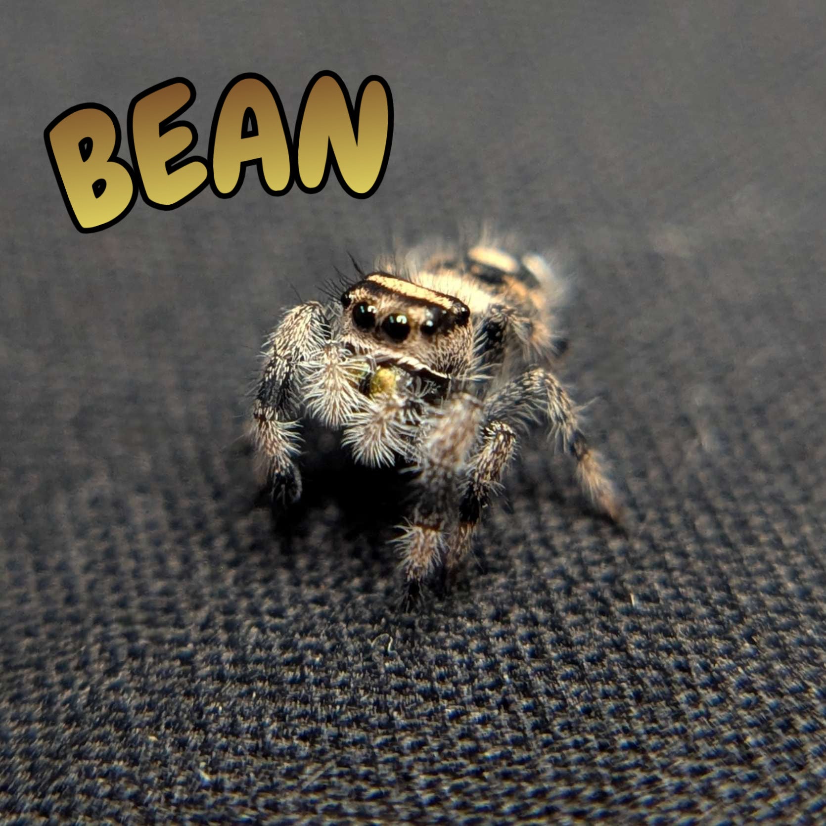 Regal Jumping Spider "Bean"