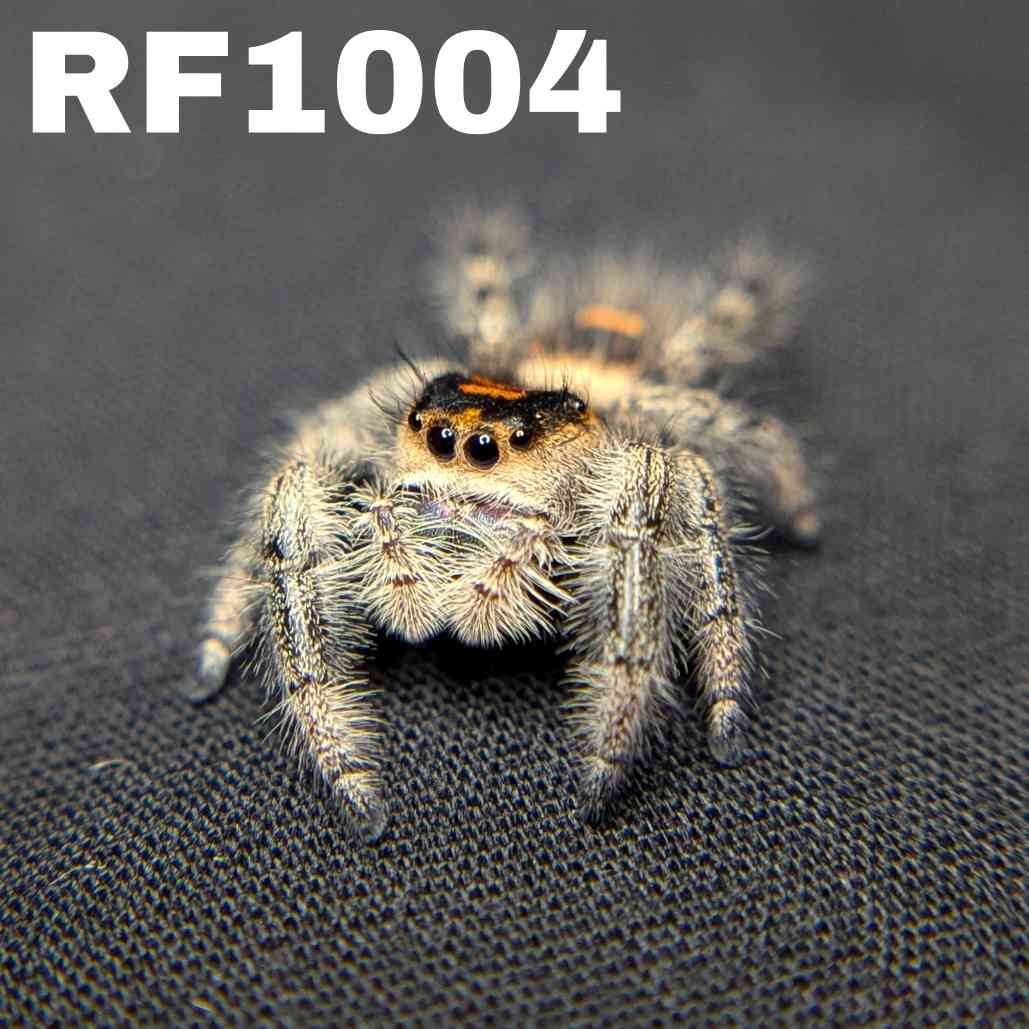 Regal Jumping Spider "Berry Puff"