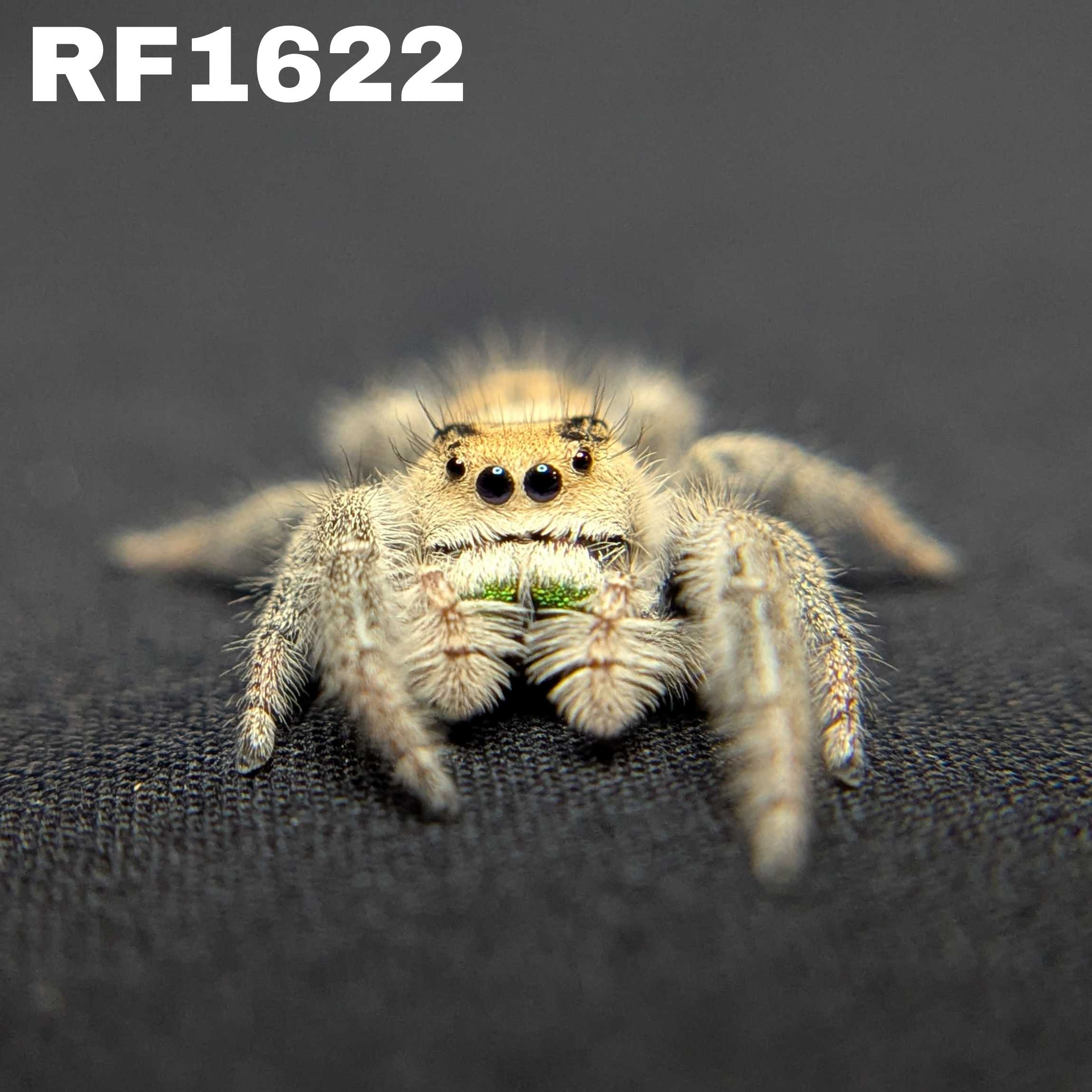 Regal Jumping Spider "Whisper"