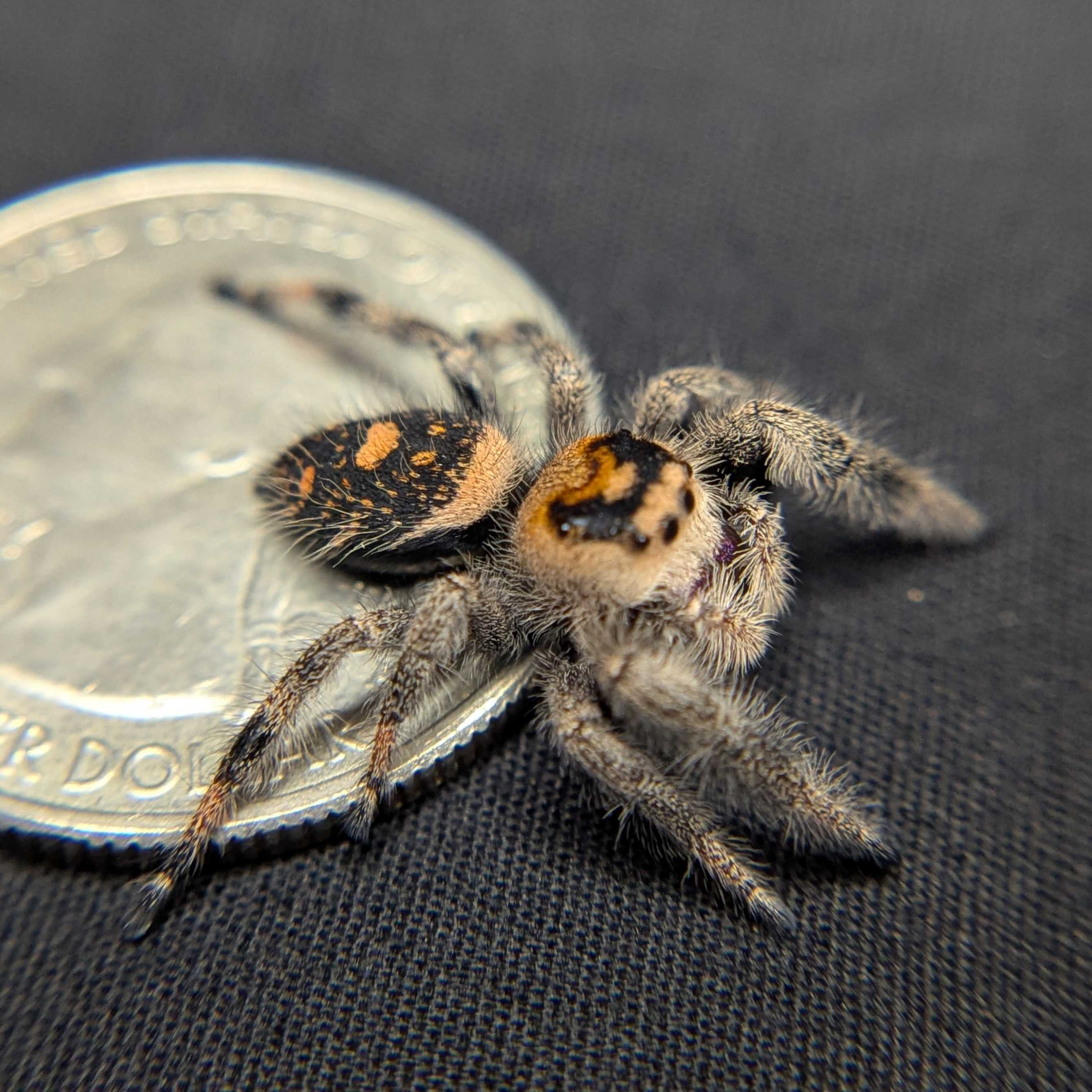 Regal Jumping Spider "Violet"