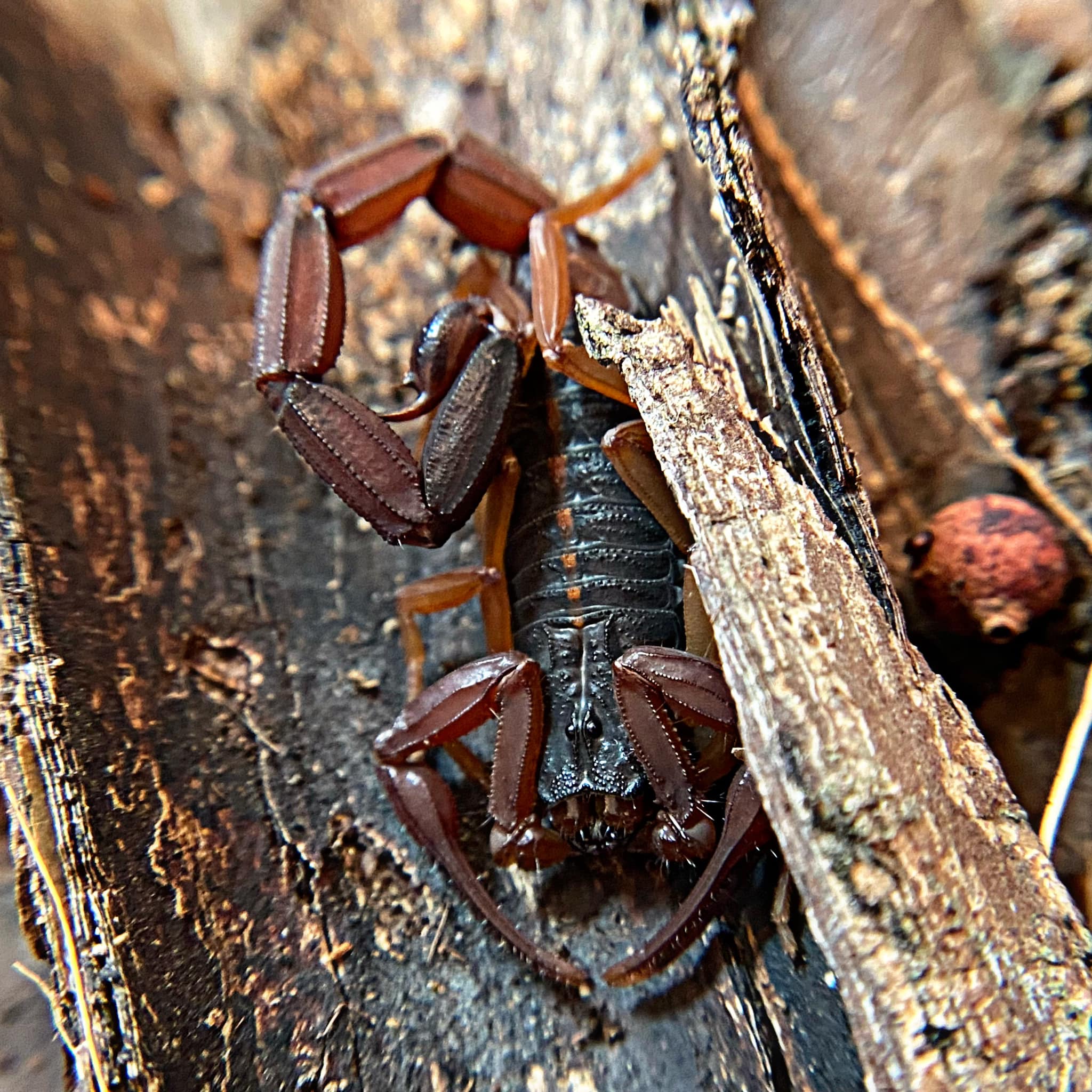 Florida Bark Scorpions for sale, Centruroides gracilis